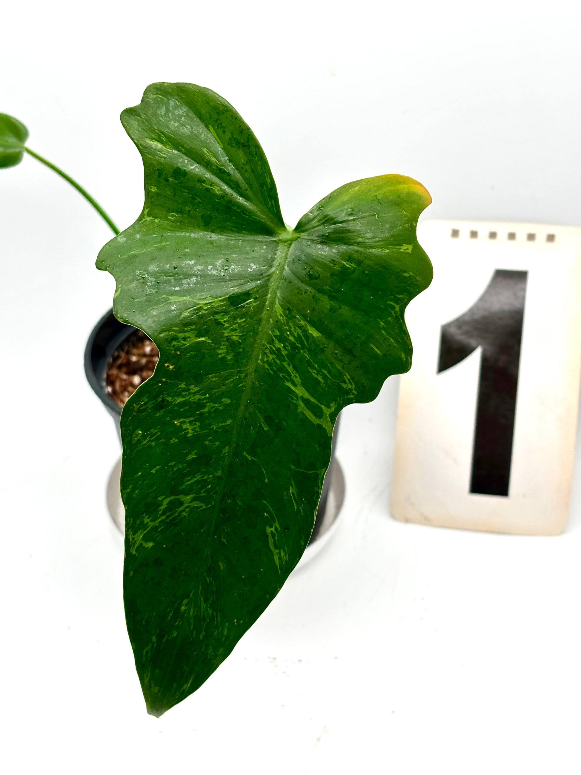 Philodendron Golden Dragon Lime Fiddle - Exotic-Flowers
