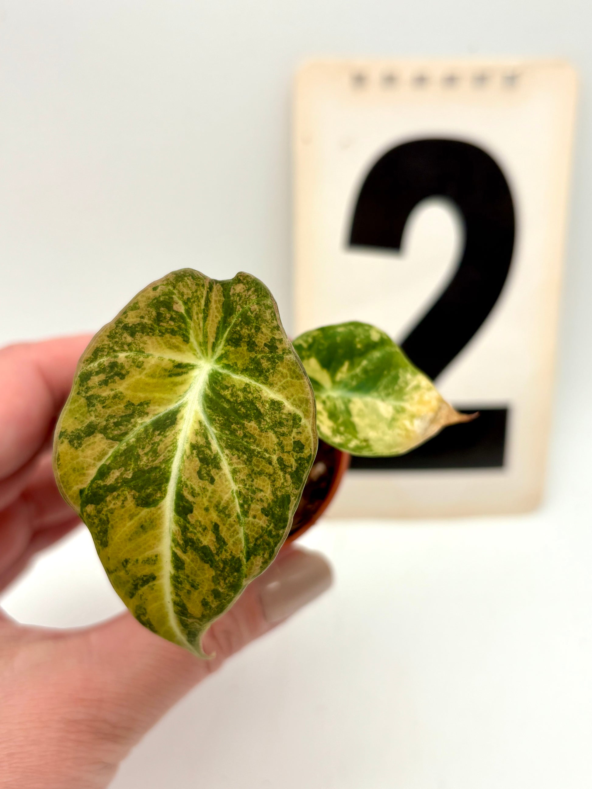 Alocasia Black Velvet Aurea Variegata