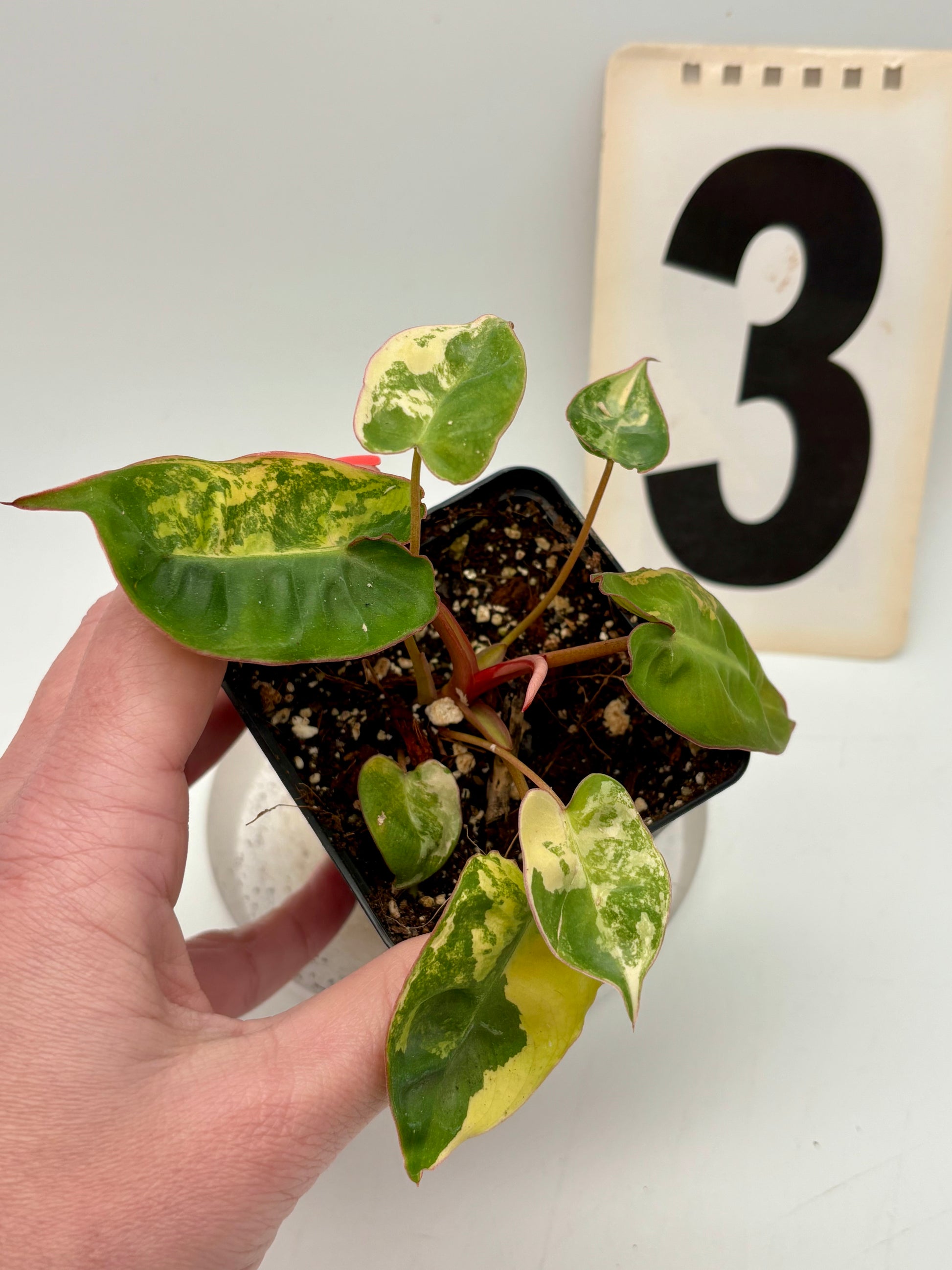 Philodendron Billietiae Variegata