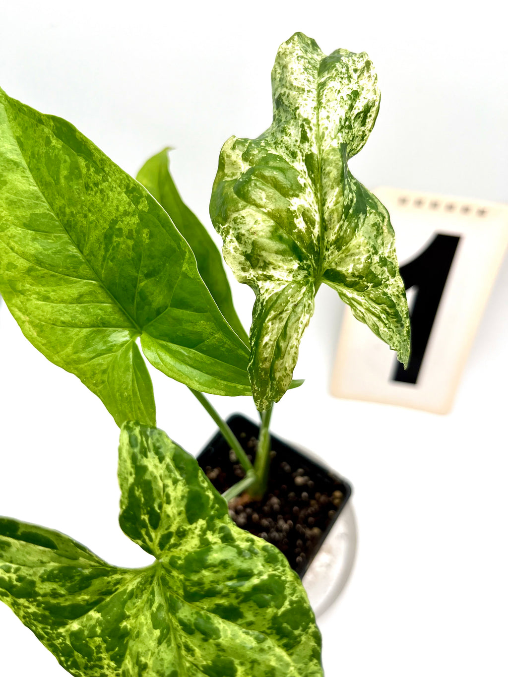 Syngonium Mottled Mojito