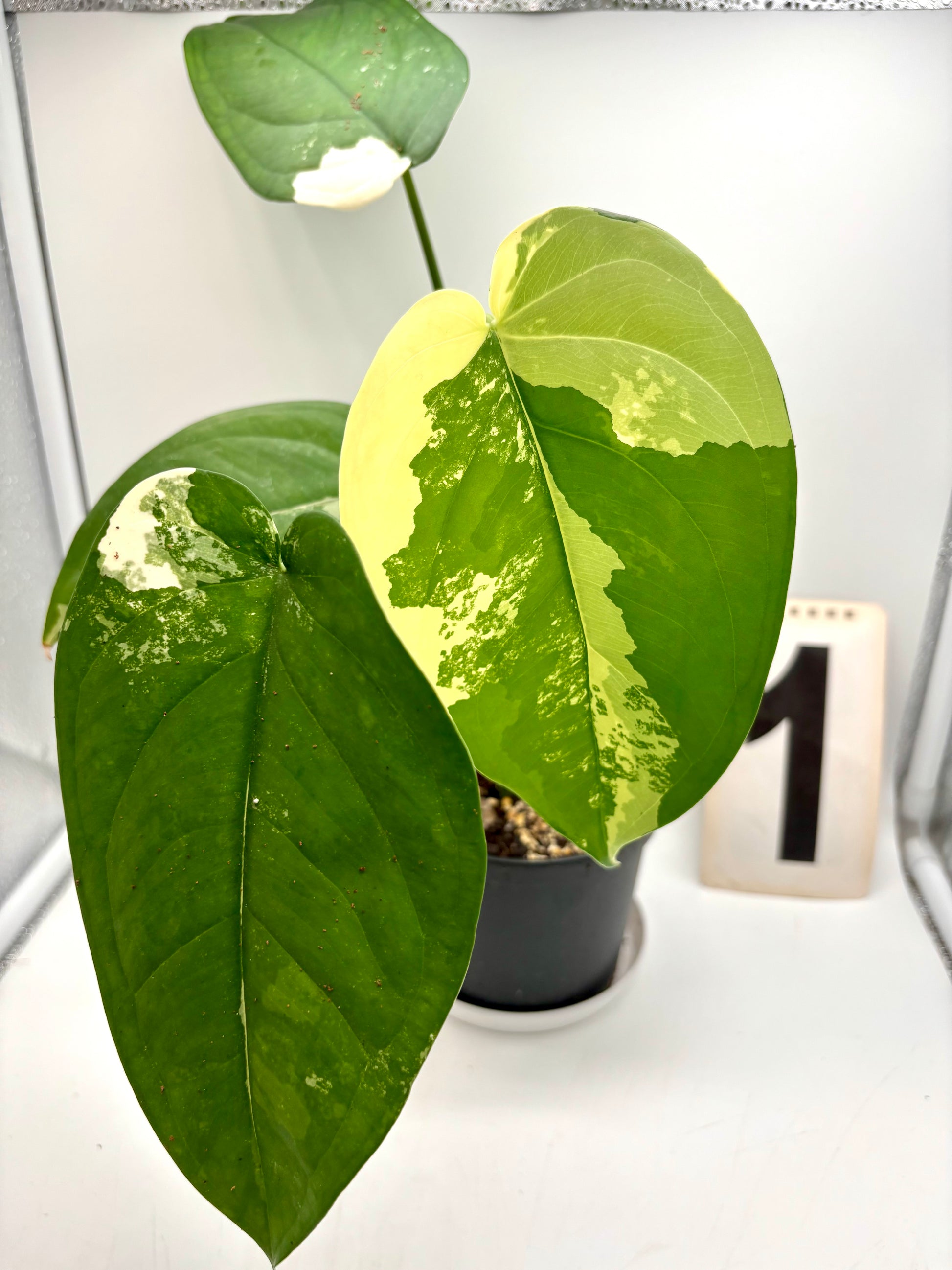 Variegierte Syngonium Chiapense Pflanze von Exotic-Flowers mit grünen und cremefarbenen Blättern, im Top.