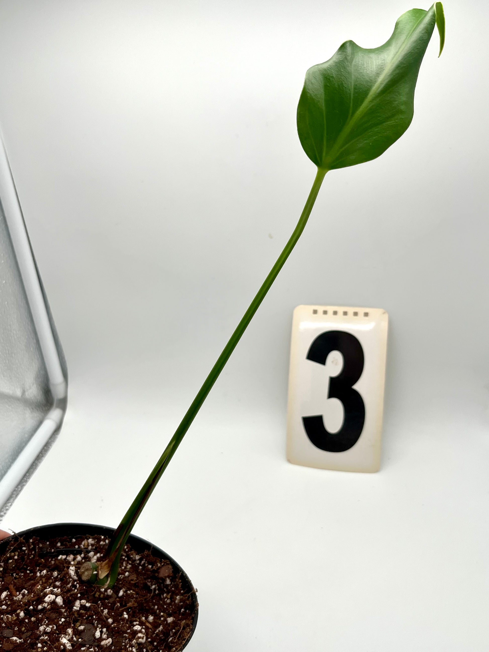 Monstera Burle Marx Flame / Dilacerata