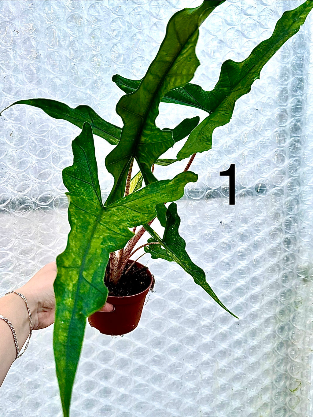 Alocasia Sabrina Variegata - Exotic-Flowers