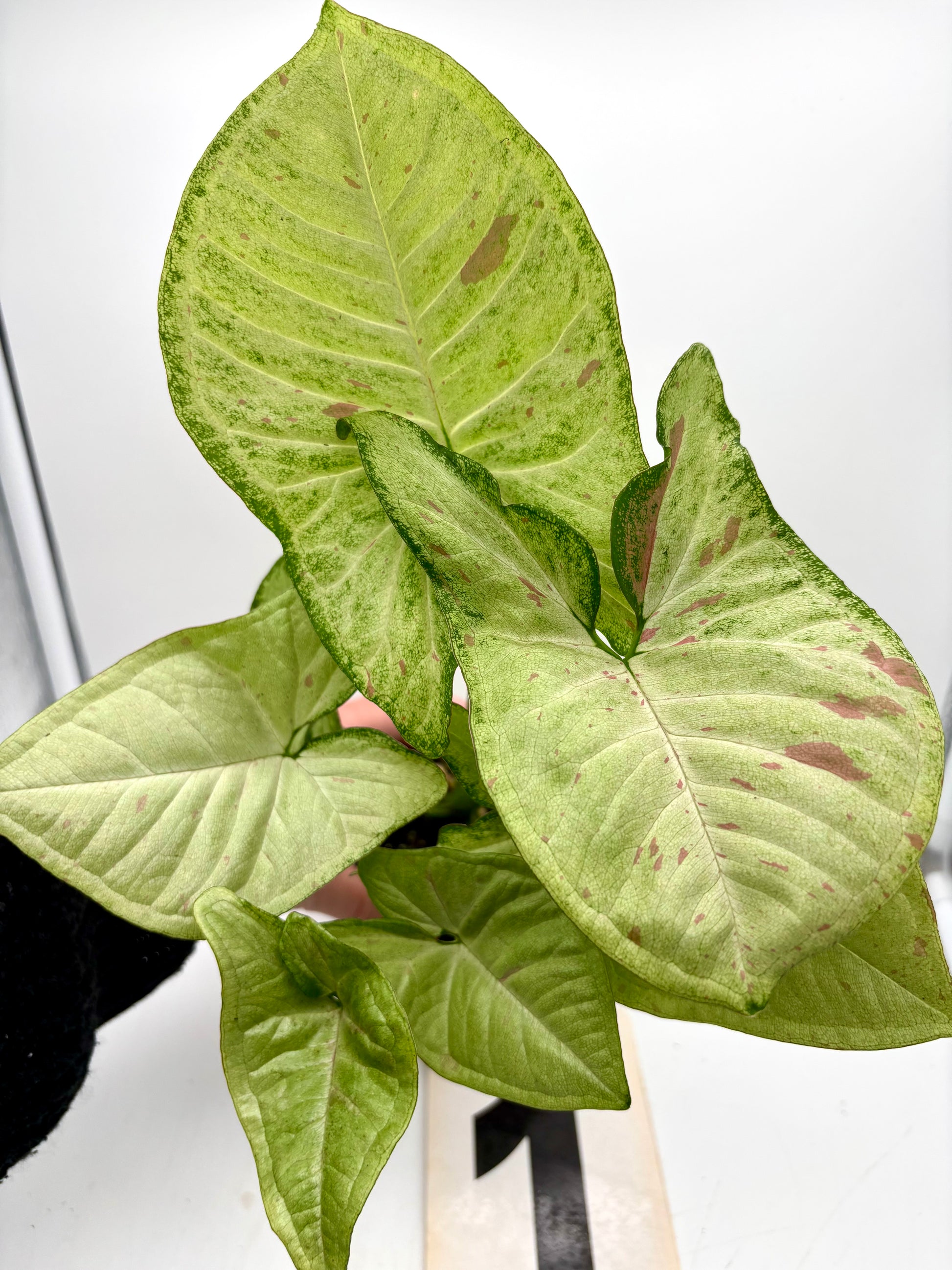 Syngonium Confetti Tricolor - Exotic-Flowers