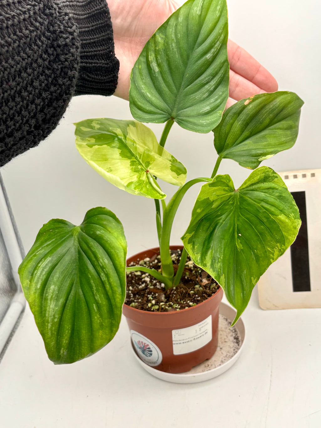 Philodendron Plowmanii Variegata - Exotic-Flowers
