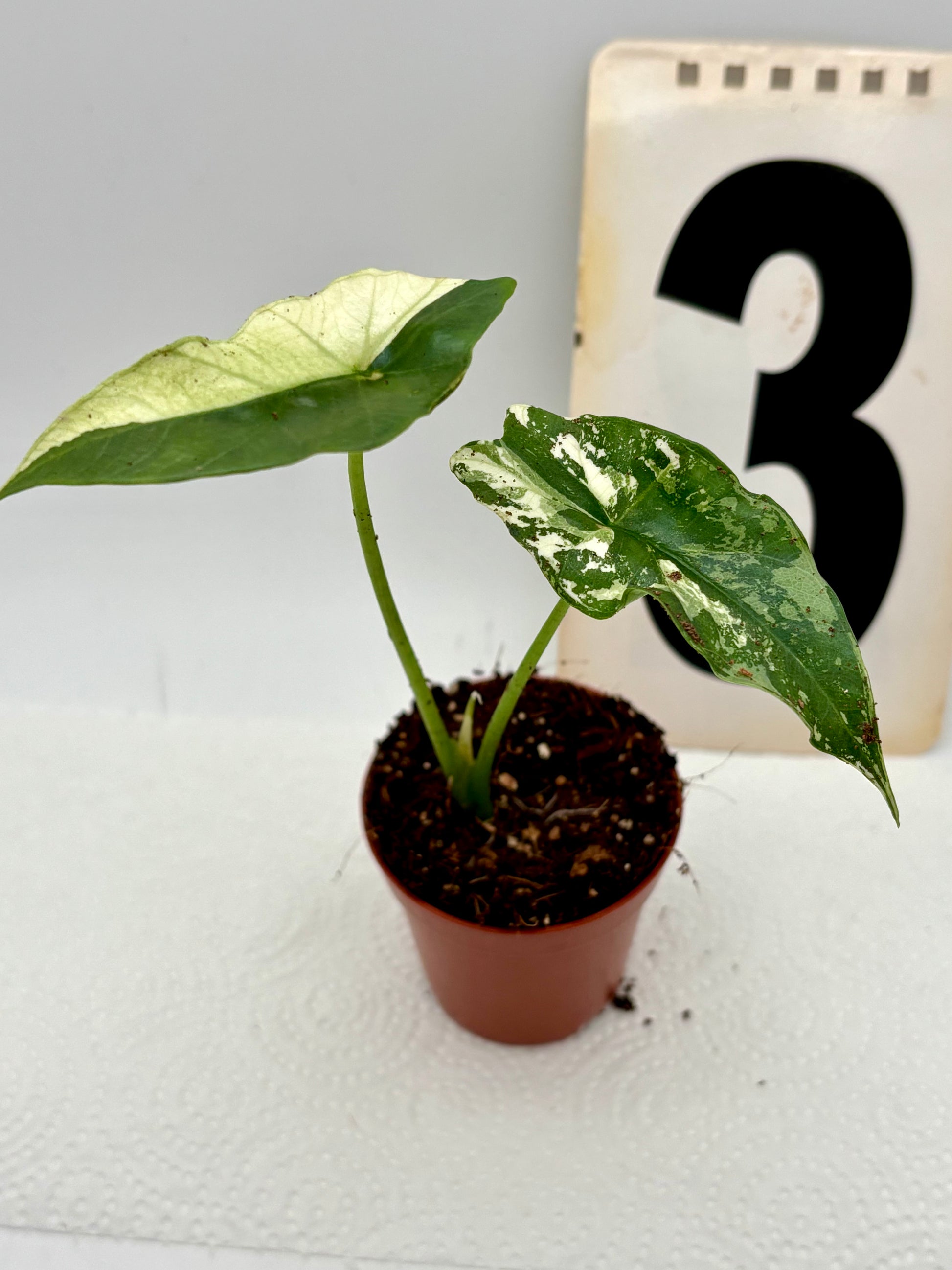 Alocasia Simpo Albo Variegata - Exotic-Flowers