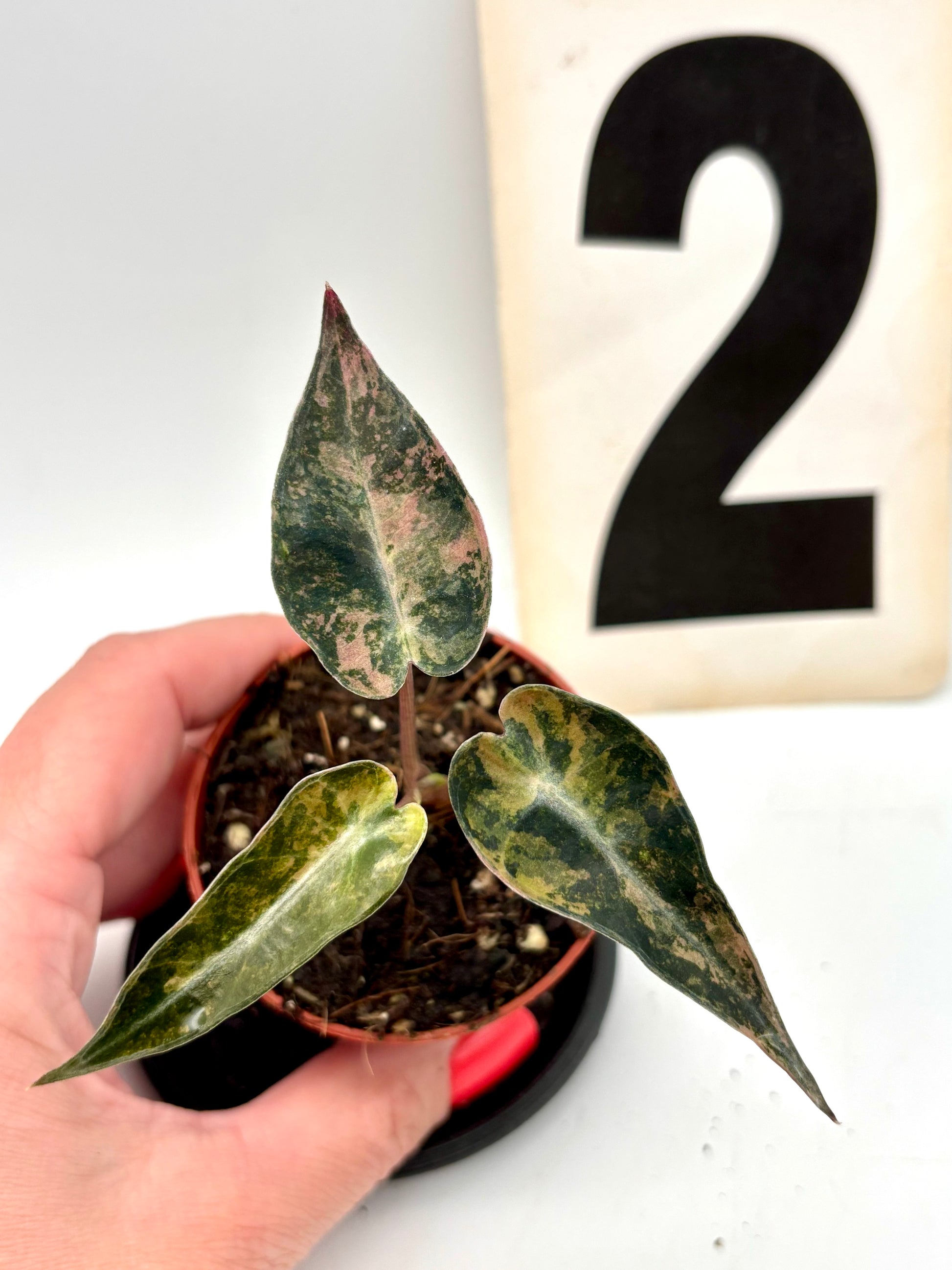 Alocasia Bambino Aurea Variegata