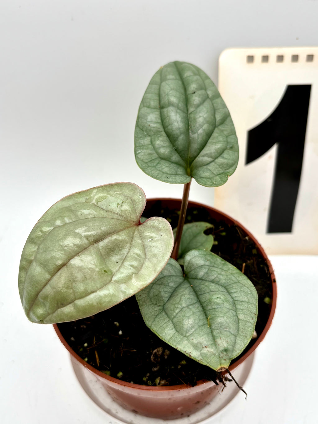 Anthurium Luxurians - Exotic-Flowers