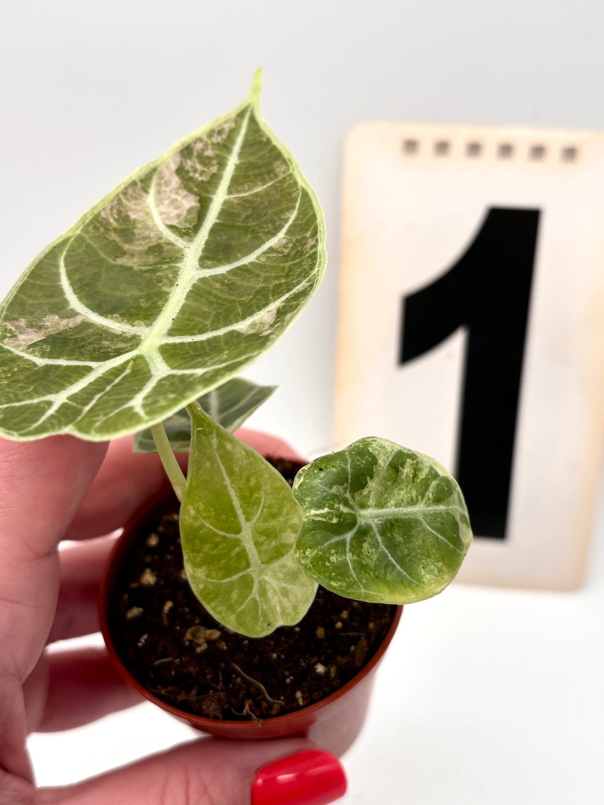 Alocasia Watsoniana Doff Variegata