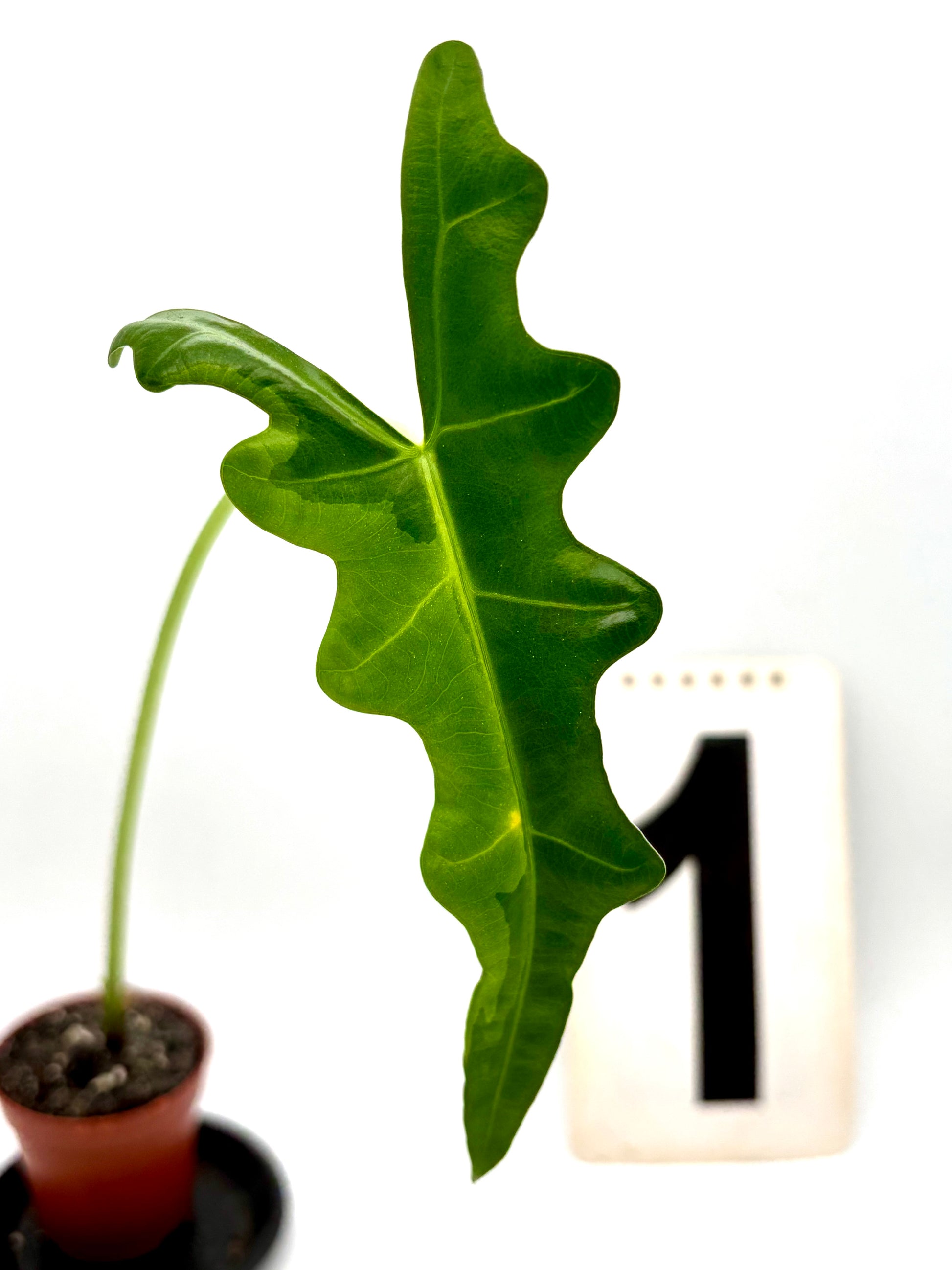 Alocasia Portei Variegata Pflanze mit grünen und weißen, variierten Blättern, von Exotic-Flowers, im Top.