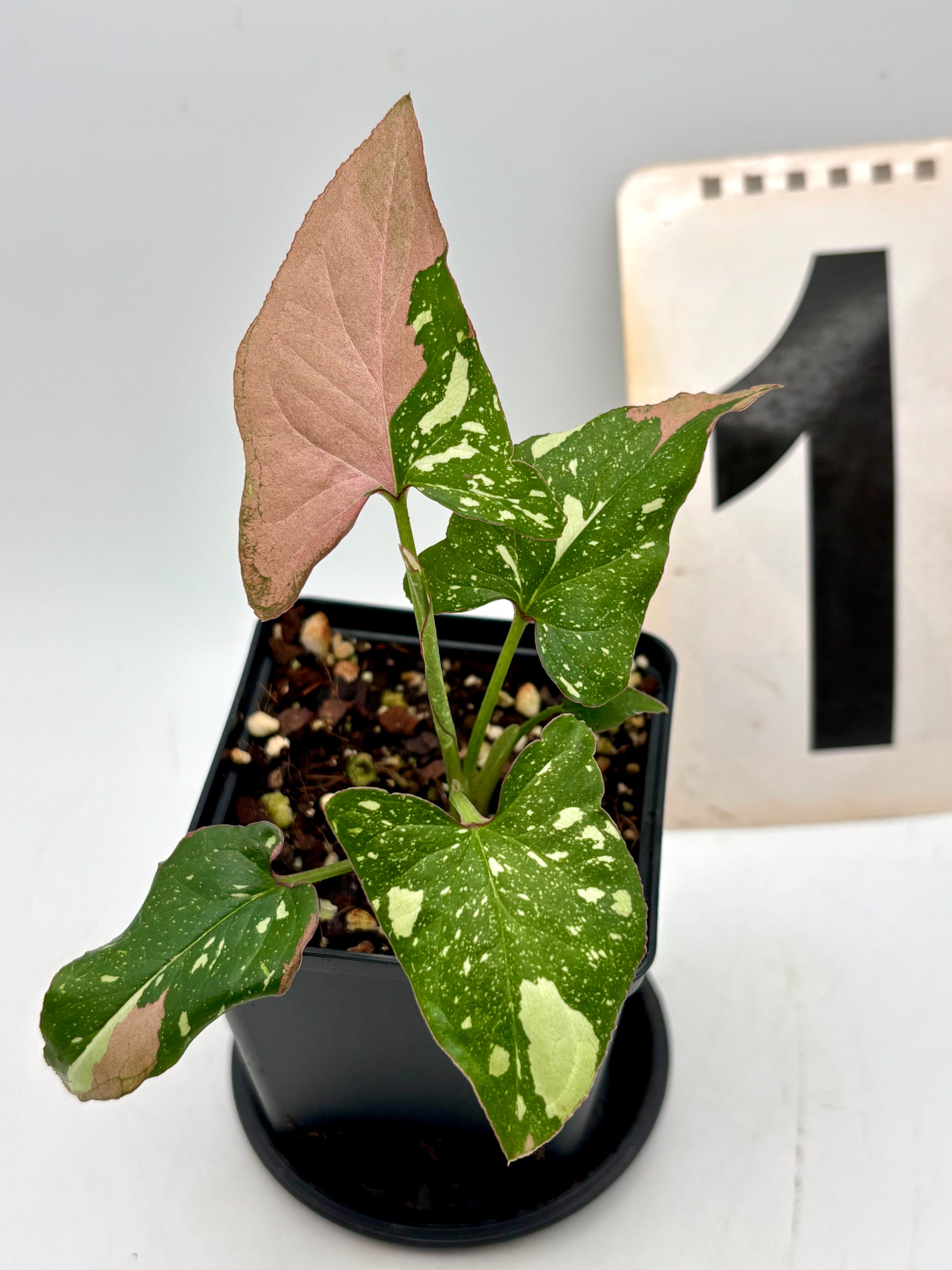 Syngonium Red Spot Tricolor Pflanze von Exotic-Flowers mit grünen, roten und weißen Blättern, Zimmerpflanze für modernes Zuhause