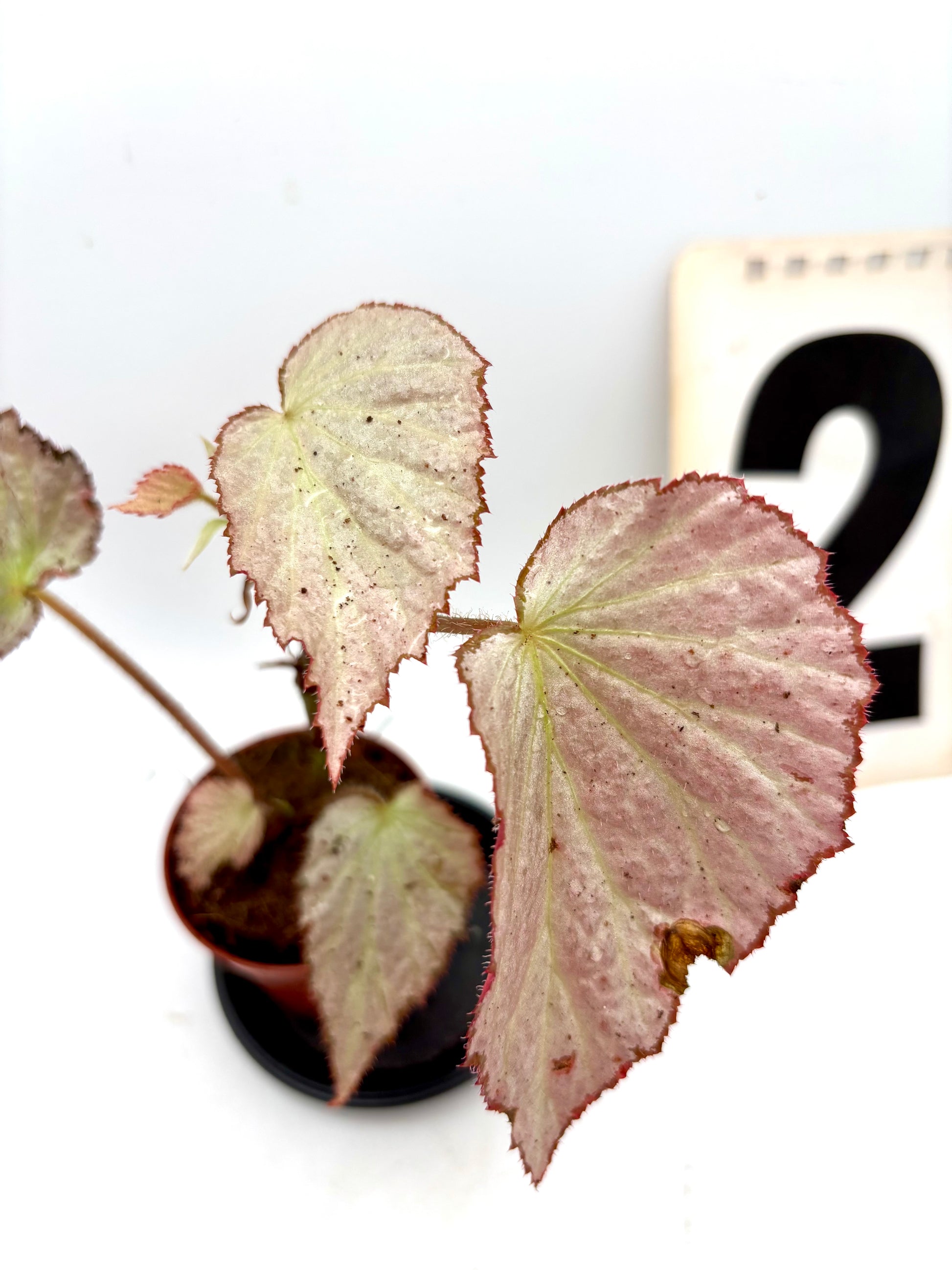 Begonia Two Face