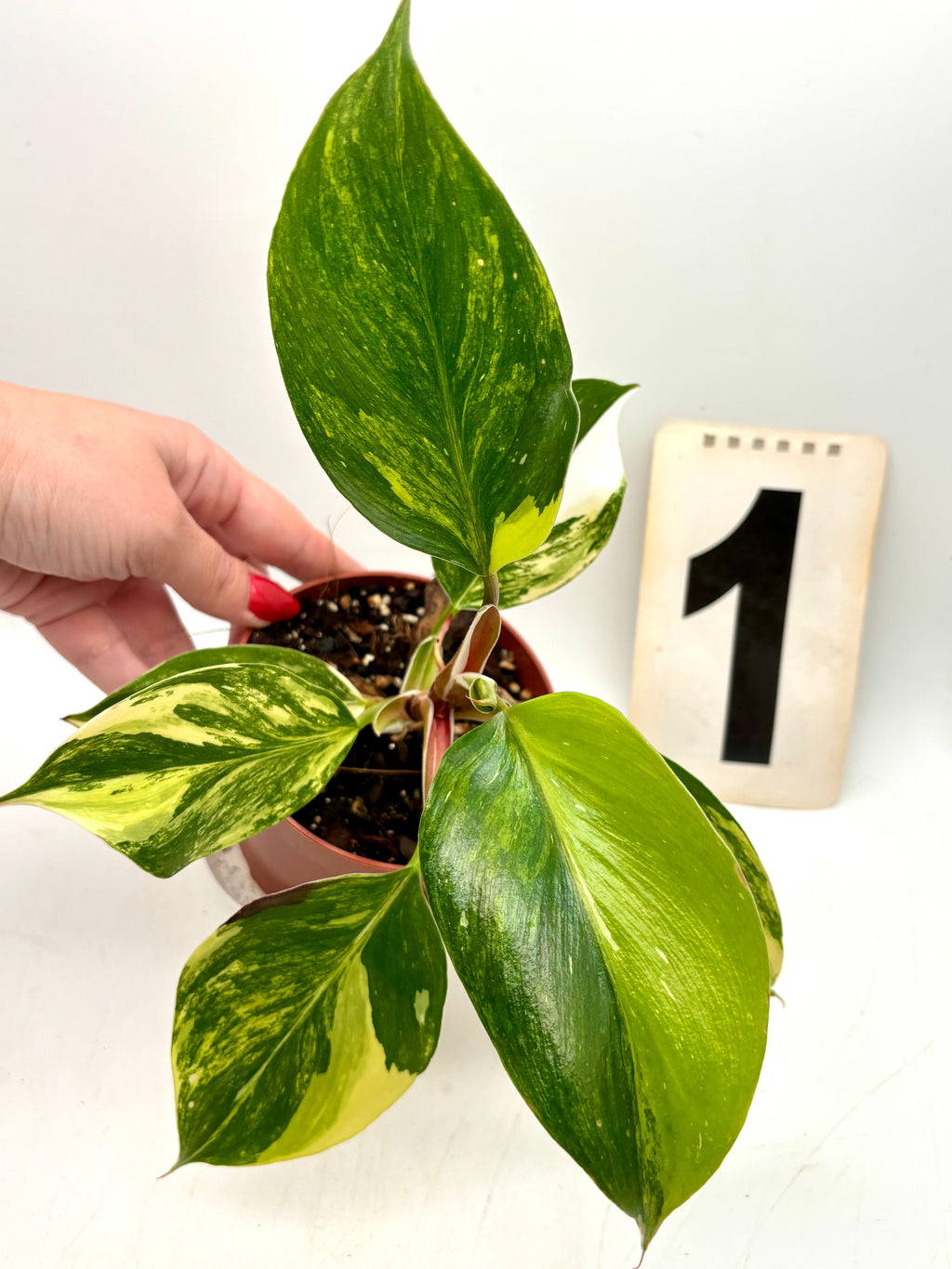 Philodendron White Knight Aurea, Tricolor, Exotic-Flowers, große Pflanze mit grünen, cremeweißen und gelben Blättern, Indoor-Pflanze