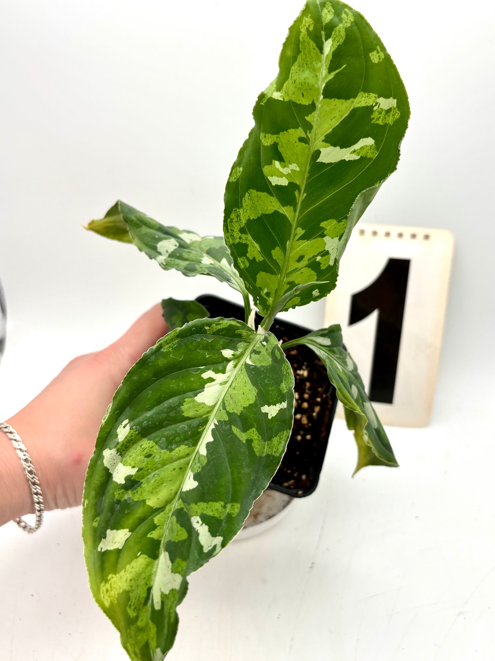 Aglaonema Pictum Tricolor