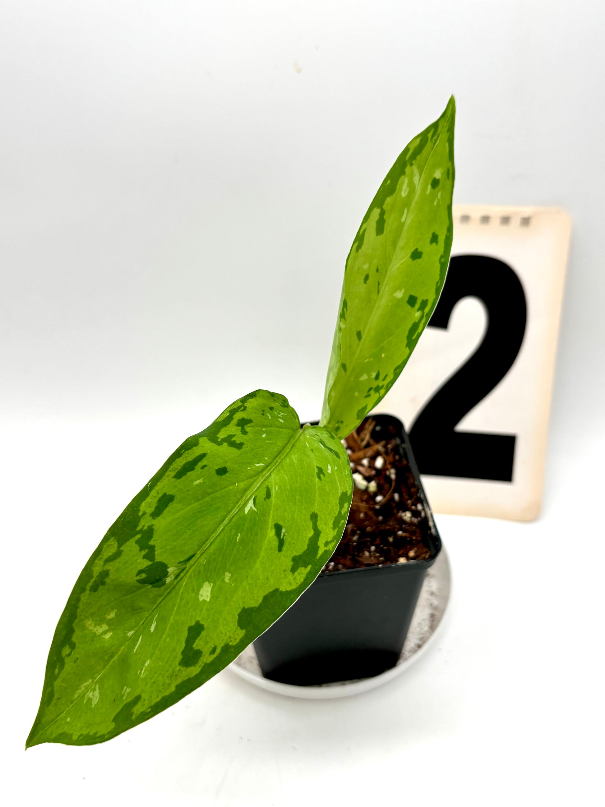 Aglaonema Pictum Tricolor - Star Spot