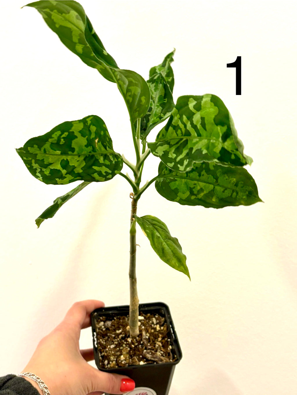 Aglaonema Pictum Tricolor