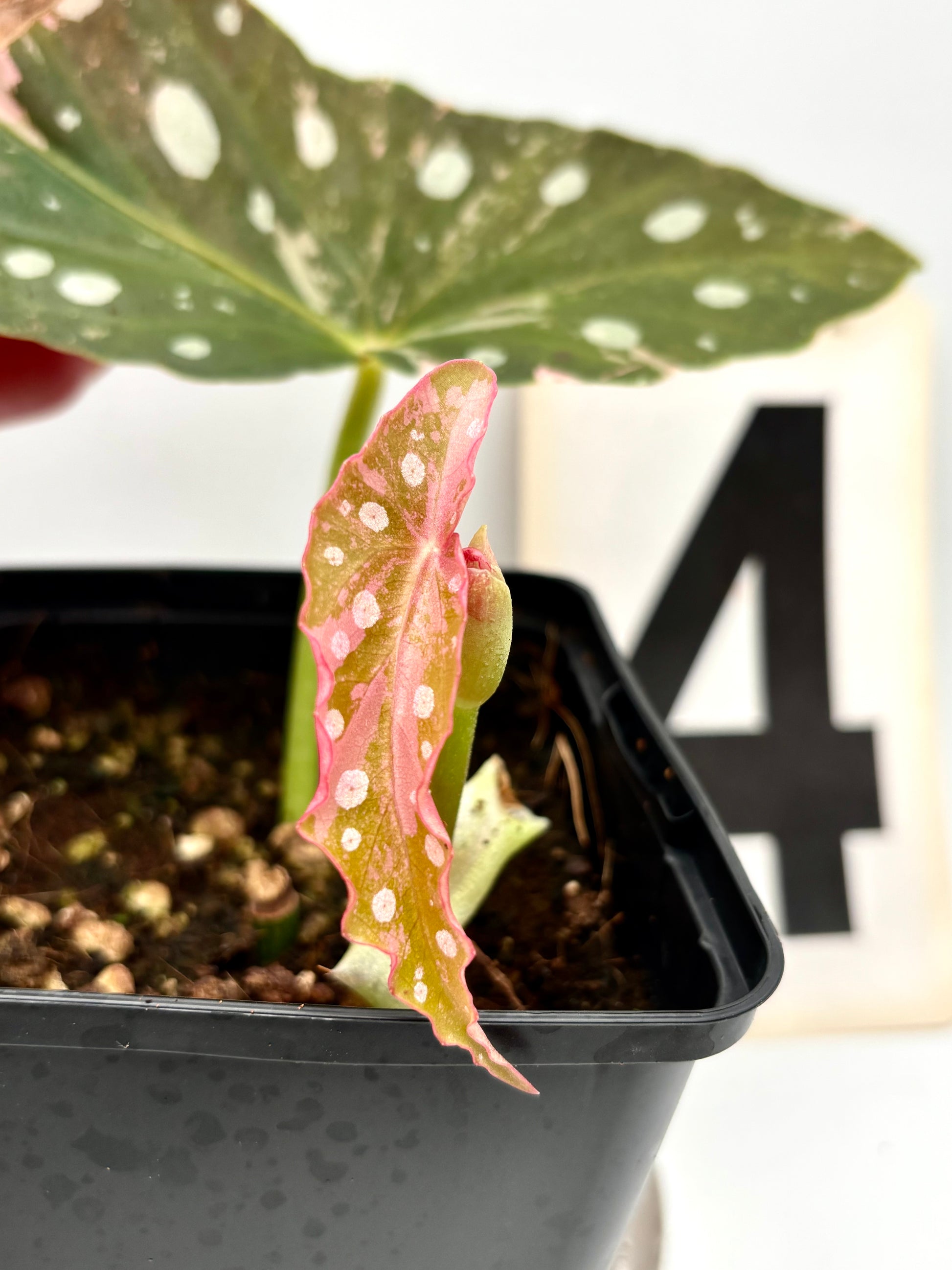 Begonia Maculata Pink Variegata