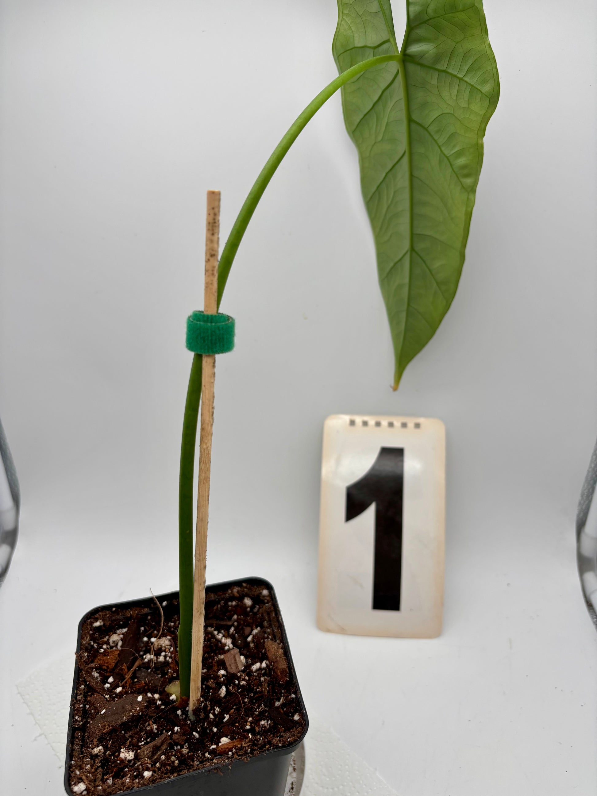 Alocasia Heterophylla Silver