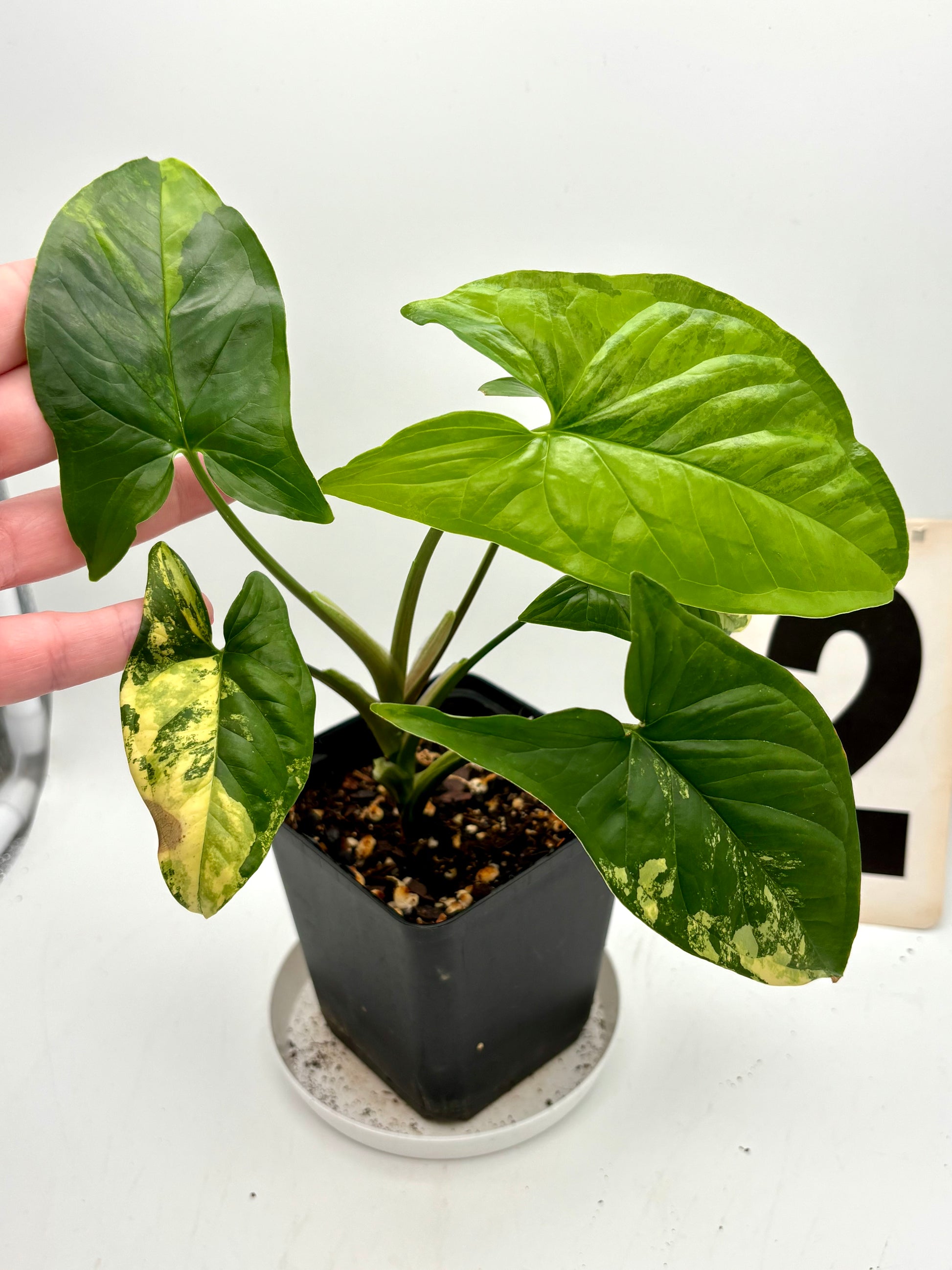 Syngonium Aurea Pflanze von Exotic-Flowers mit grünen Blättern und goldenen Akzenten, im Top auf einem weißen Hintergrund.
