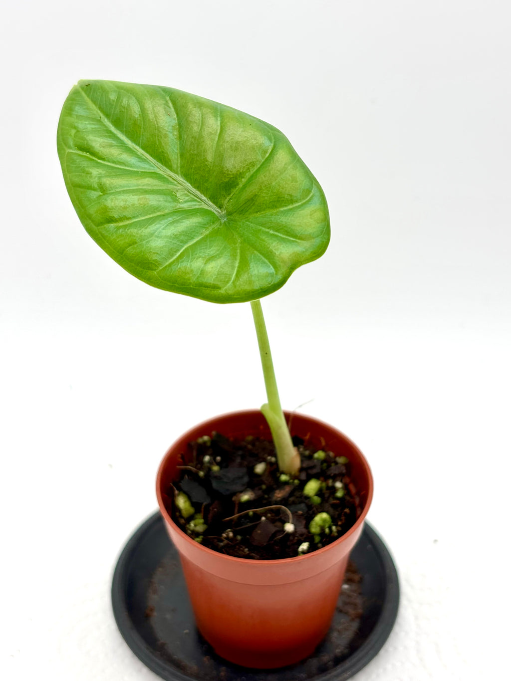 Große Alocasia Puncak Borneensis Pflanze von Exotic-Flowers mit großen, grünen Blättern und auffälliger Blattstruktur.
