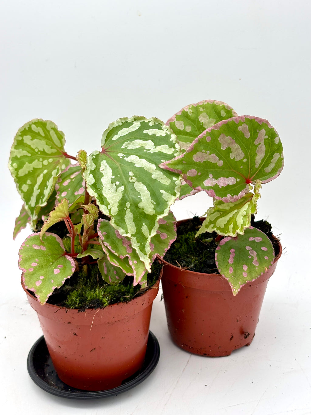 Begonia Cream Powder