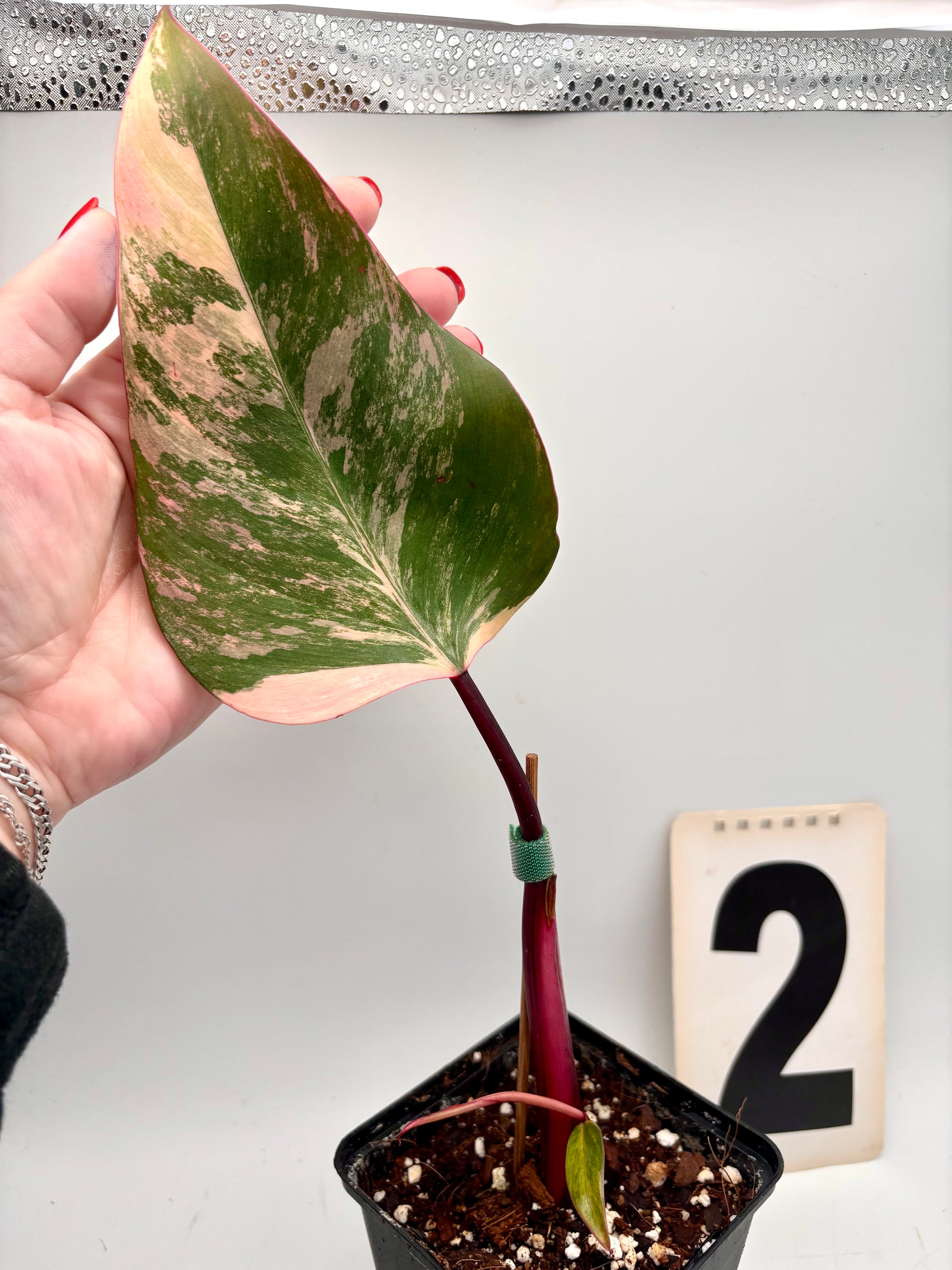 Philodendron Strawberry Shake - Exotic-Flowers