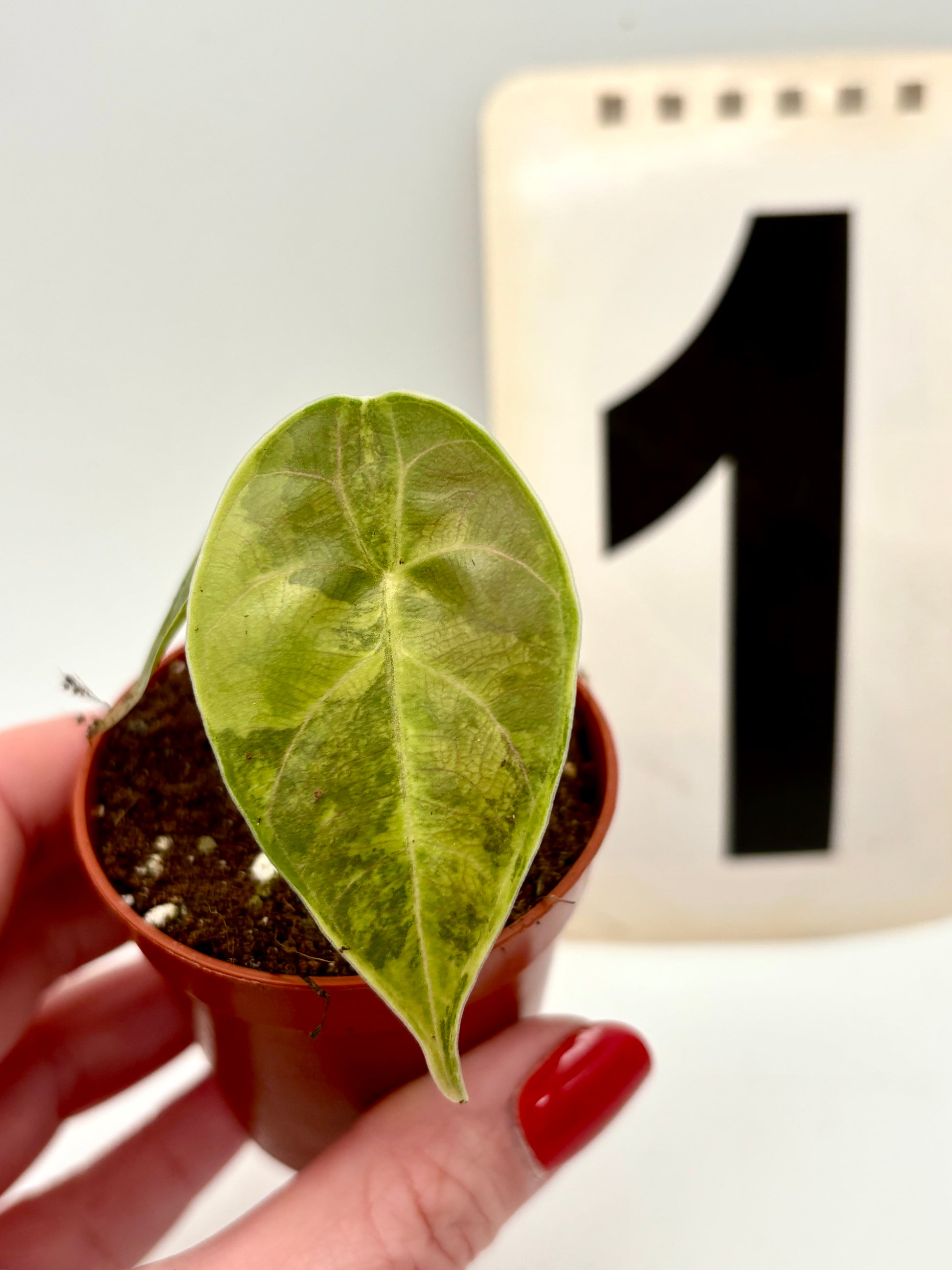 Alocasia Azlanii Aurea Variegata - Exotic-Flowers