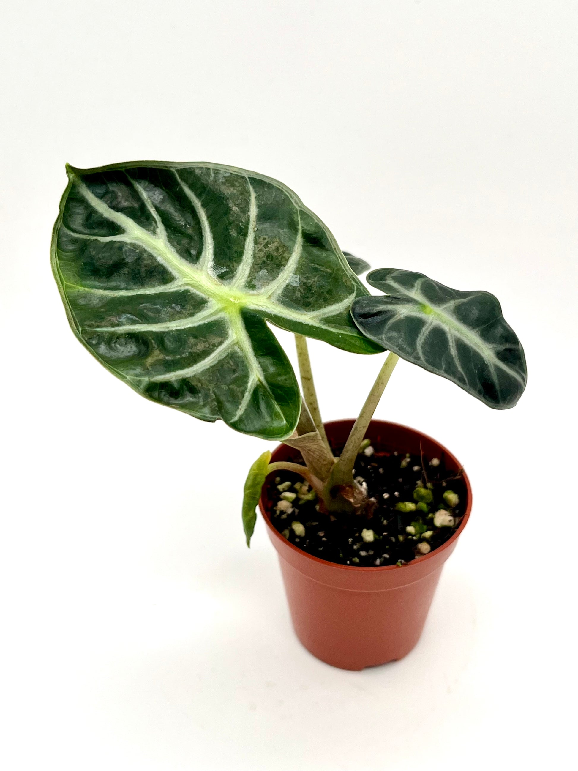 Alocasia Balloon Heart