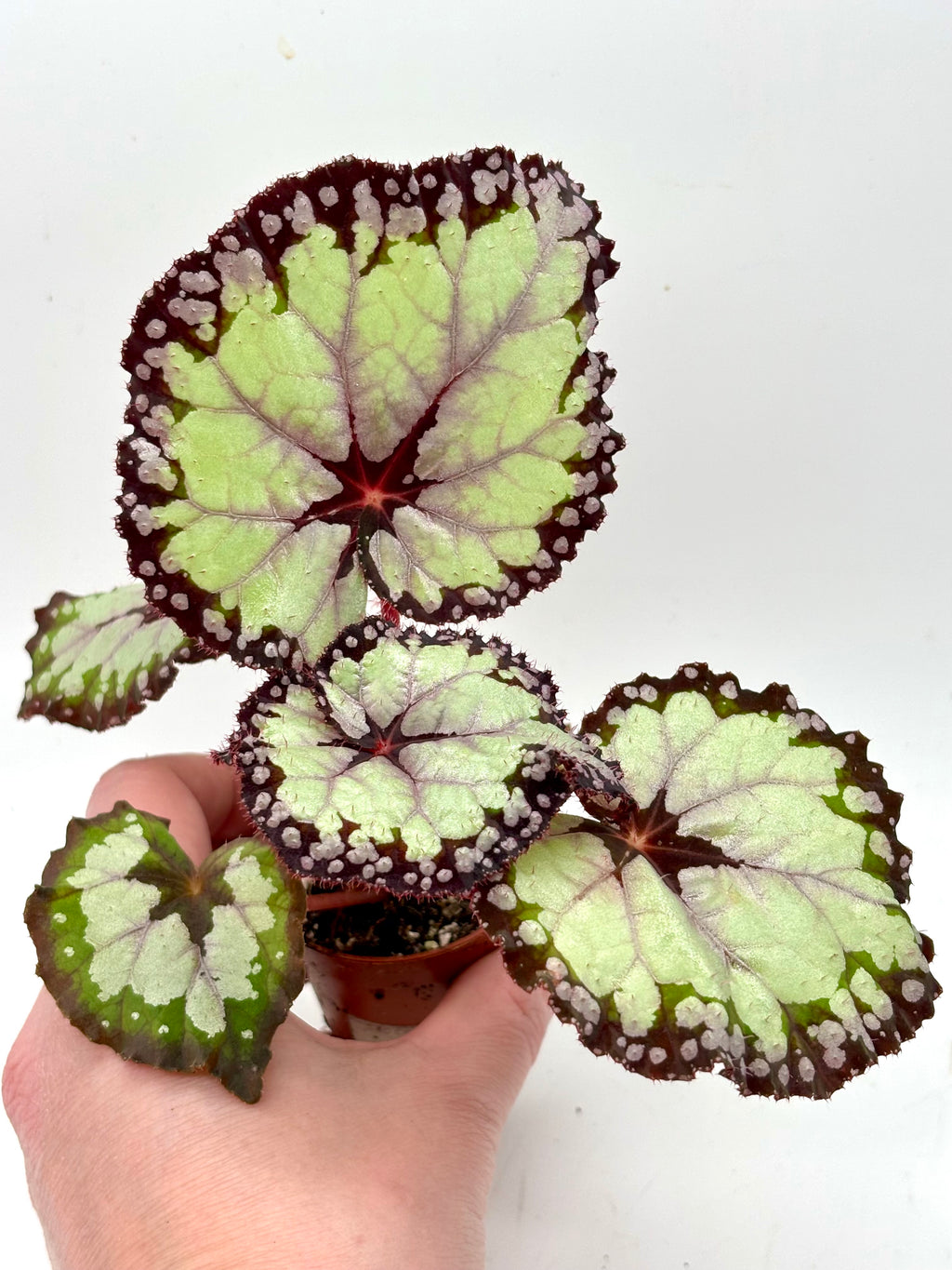 Begonia Dolce Vita - Exotic-Flowers