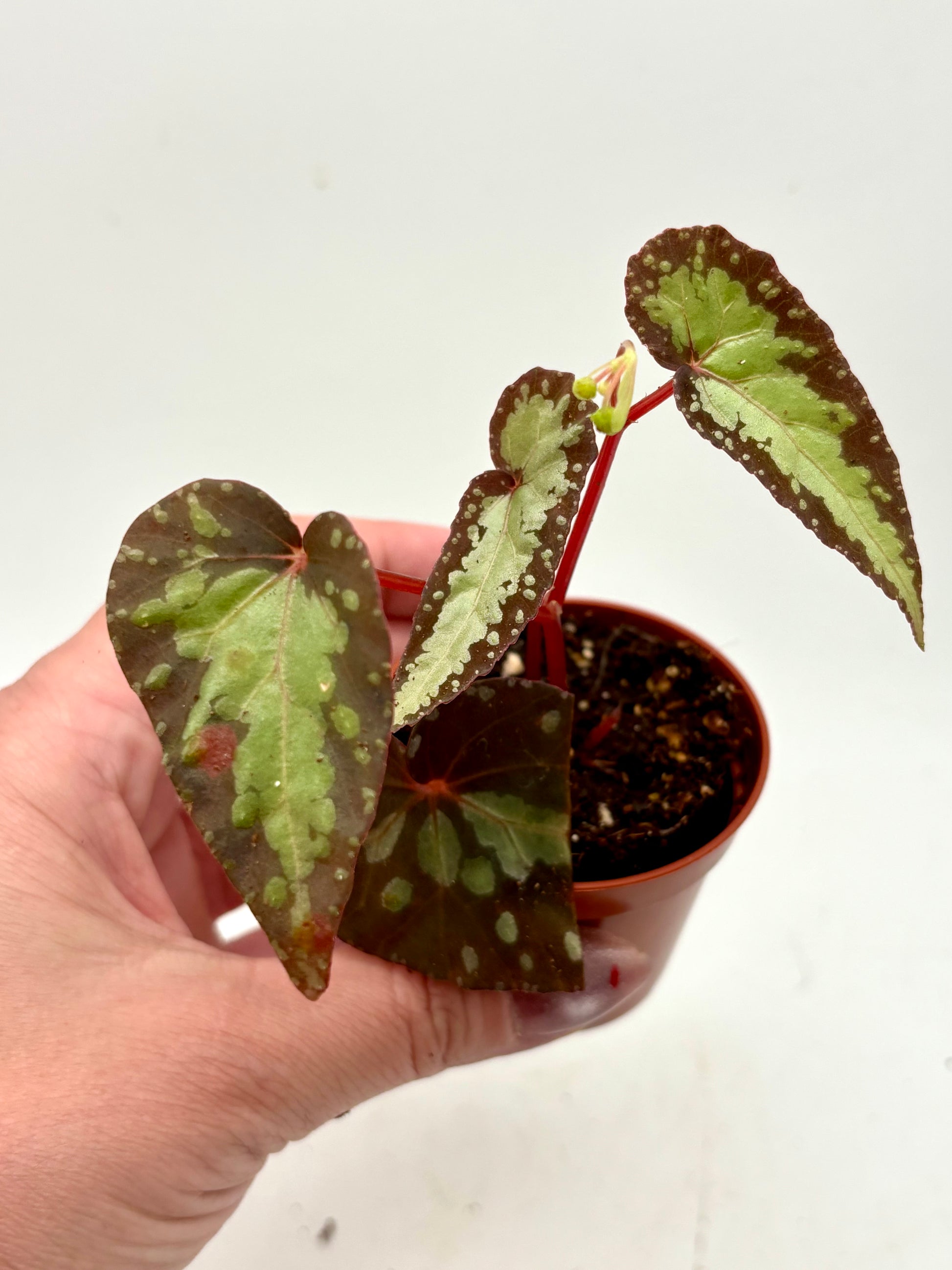 Silberne Begonie Silver Moon von Exotic-Flowers, frisch blühende Pflanze mit silbrigen Blättern und zarten Blüten, Nahaufnahme