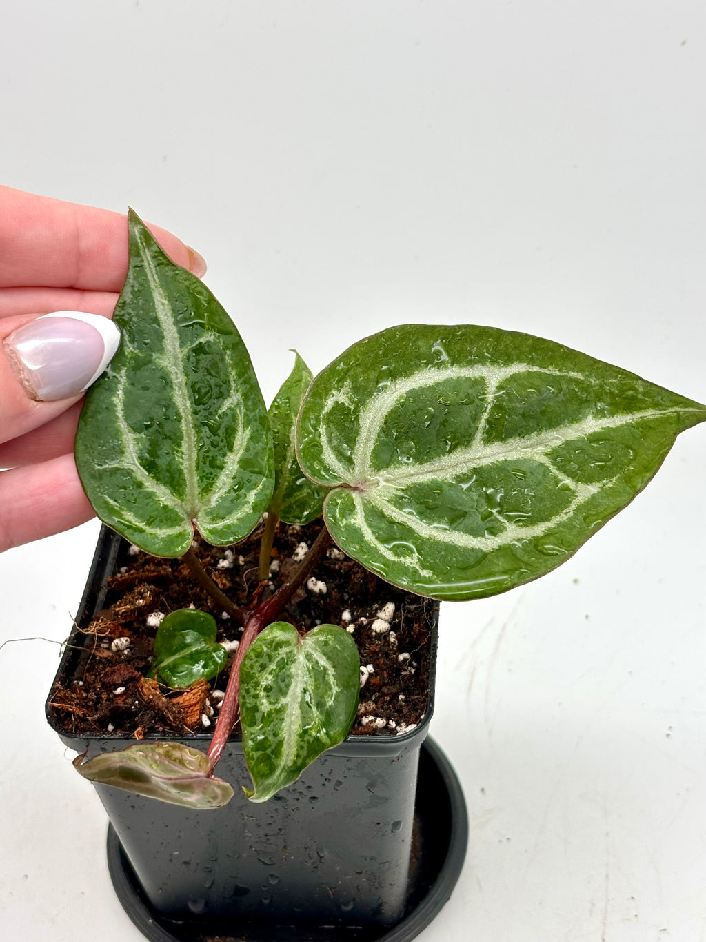 Anthurium Michelle