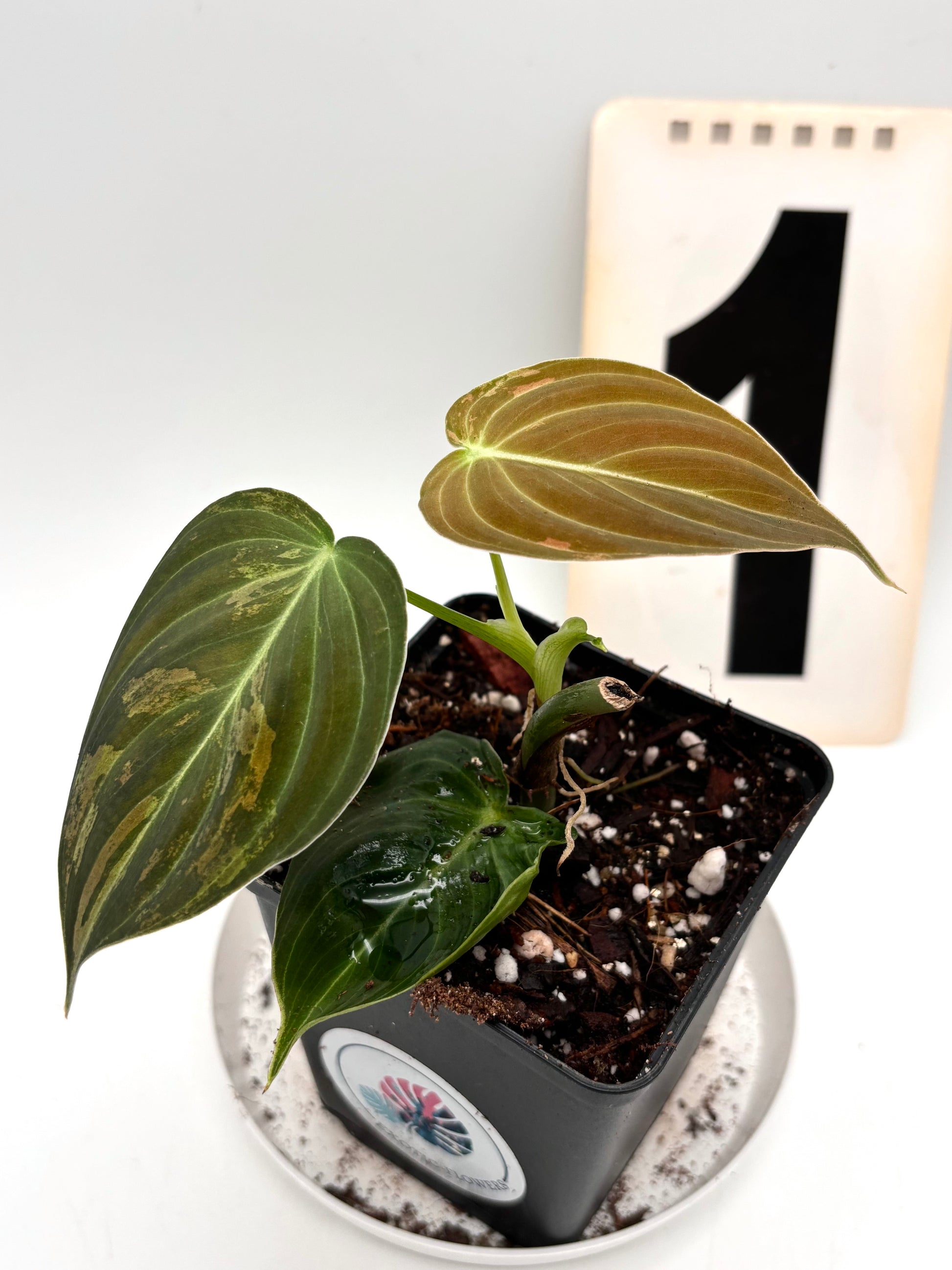 Philodendron Melanochrysum Variegata