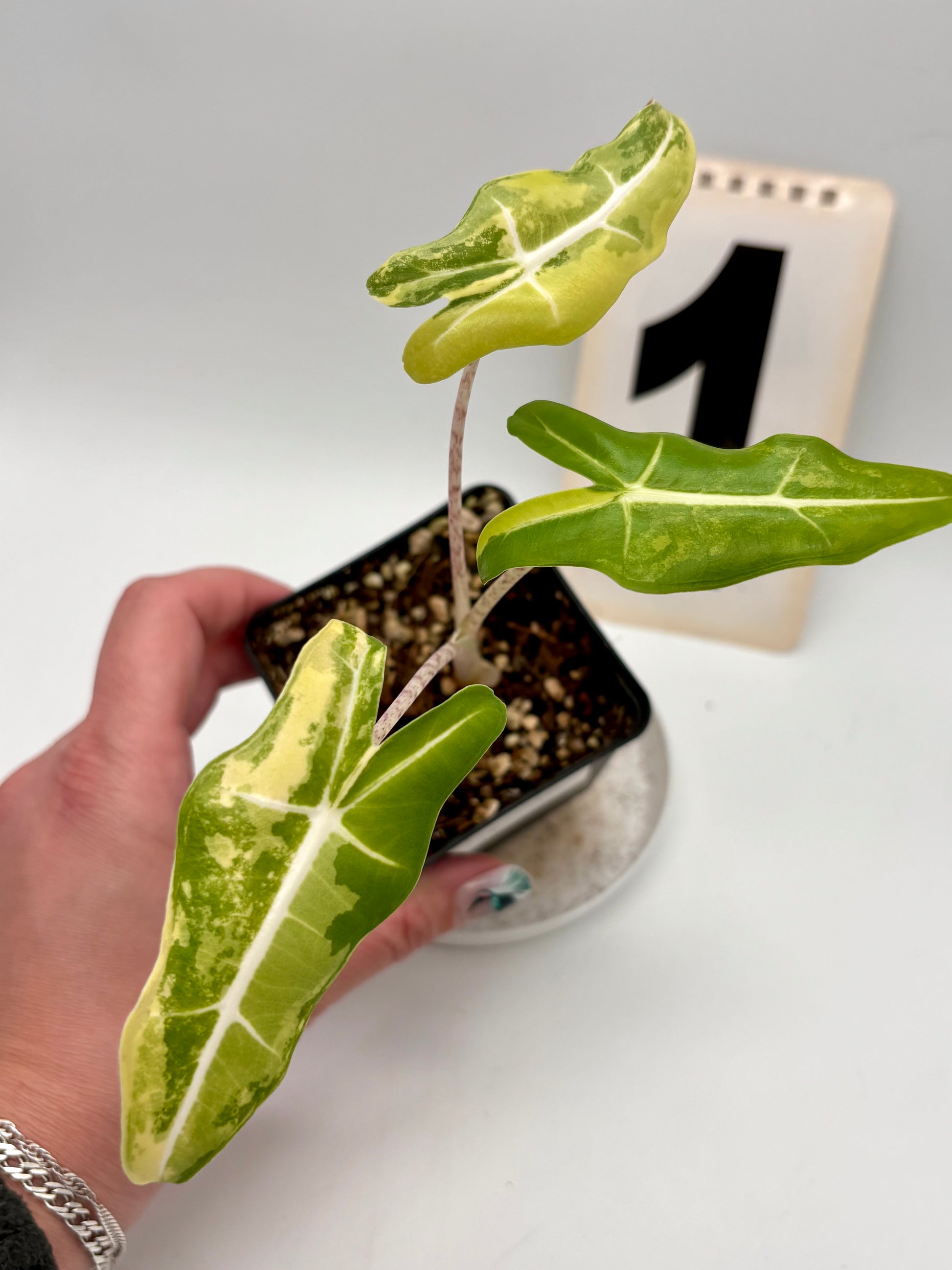 Alocasia Sarian Aurea Variegata