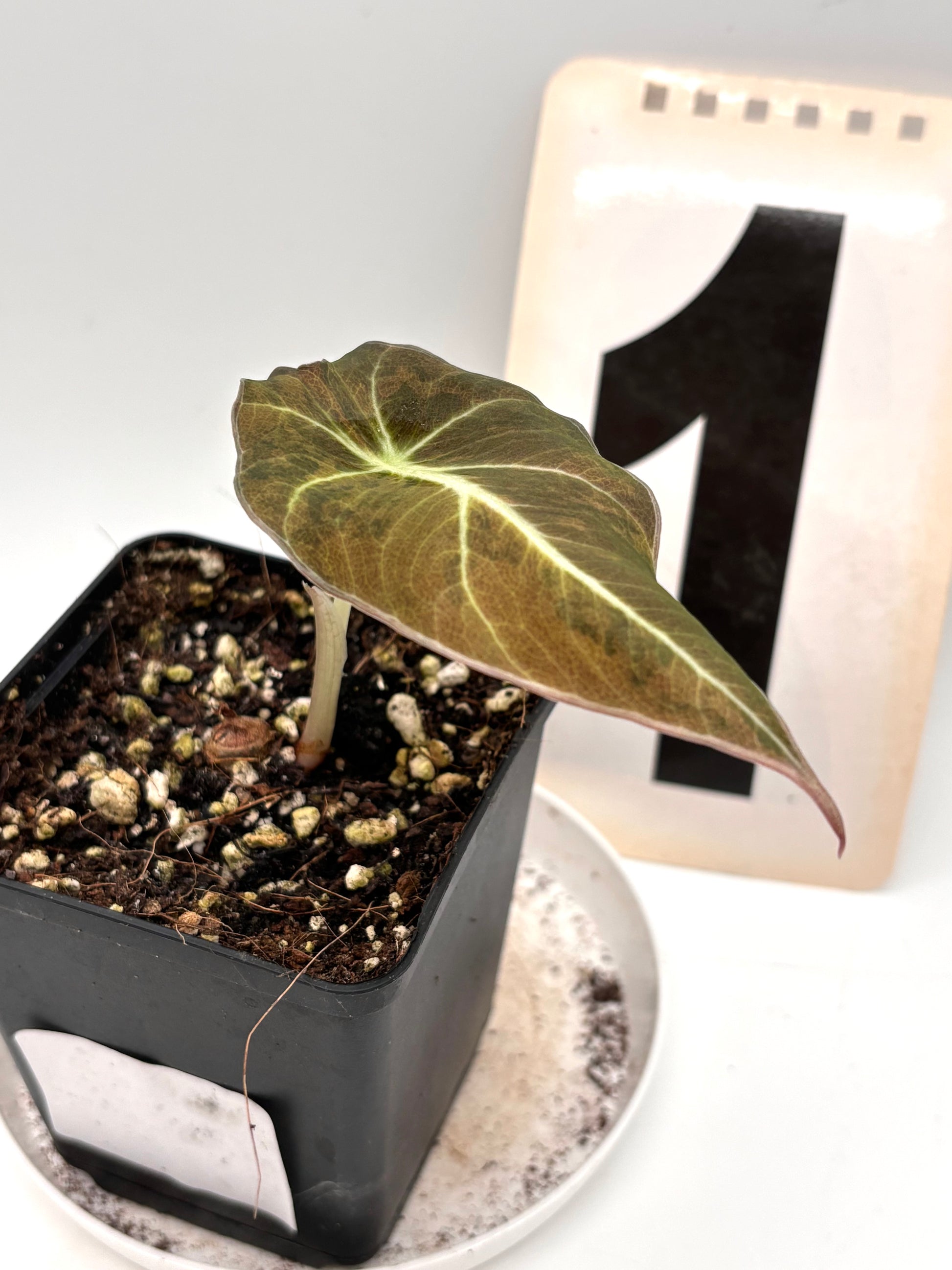 Alocasia Black Velvet Aurea Variegata