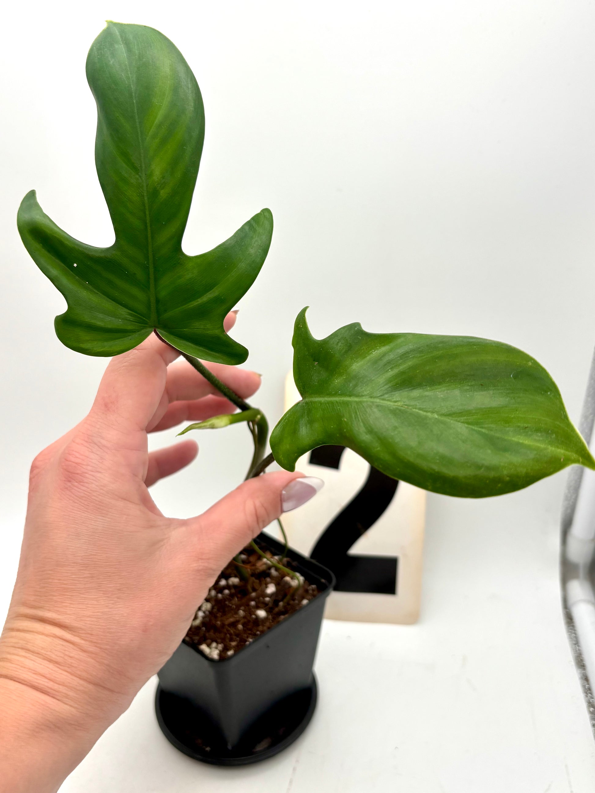 Grüner Philodendron Florida Beauty von Exotic-Flowers mit großen, herzförmigen Blättern, Pflanze im Top auf einem Tisch.