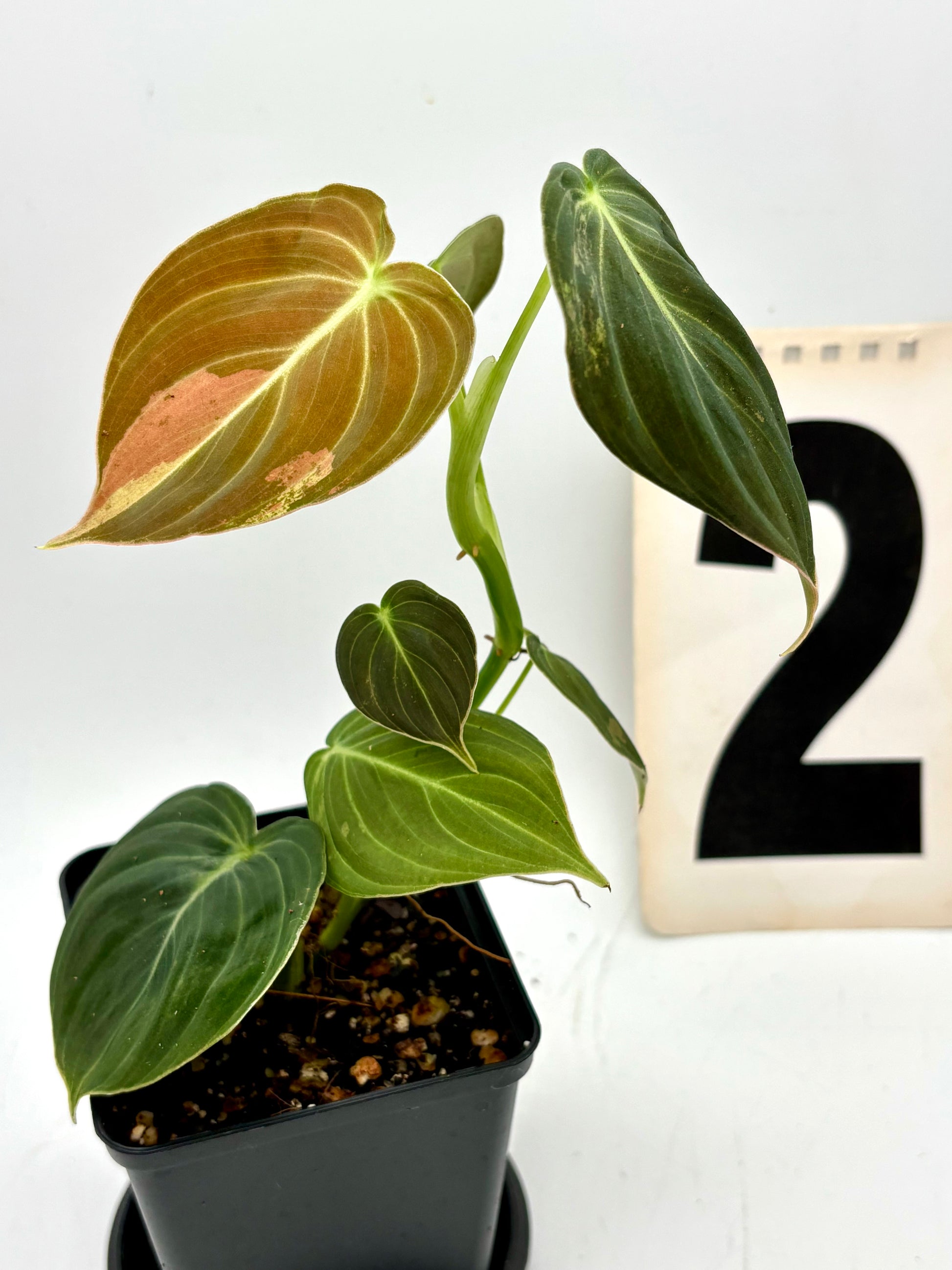 Philodendron Melanochrysum Variegata