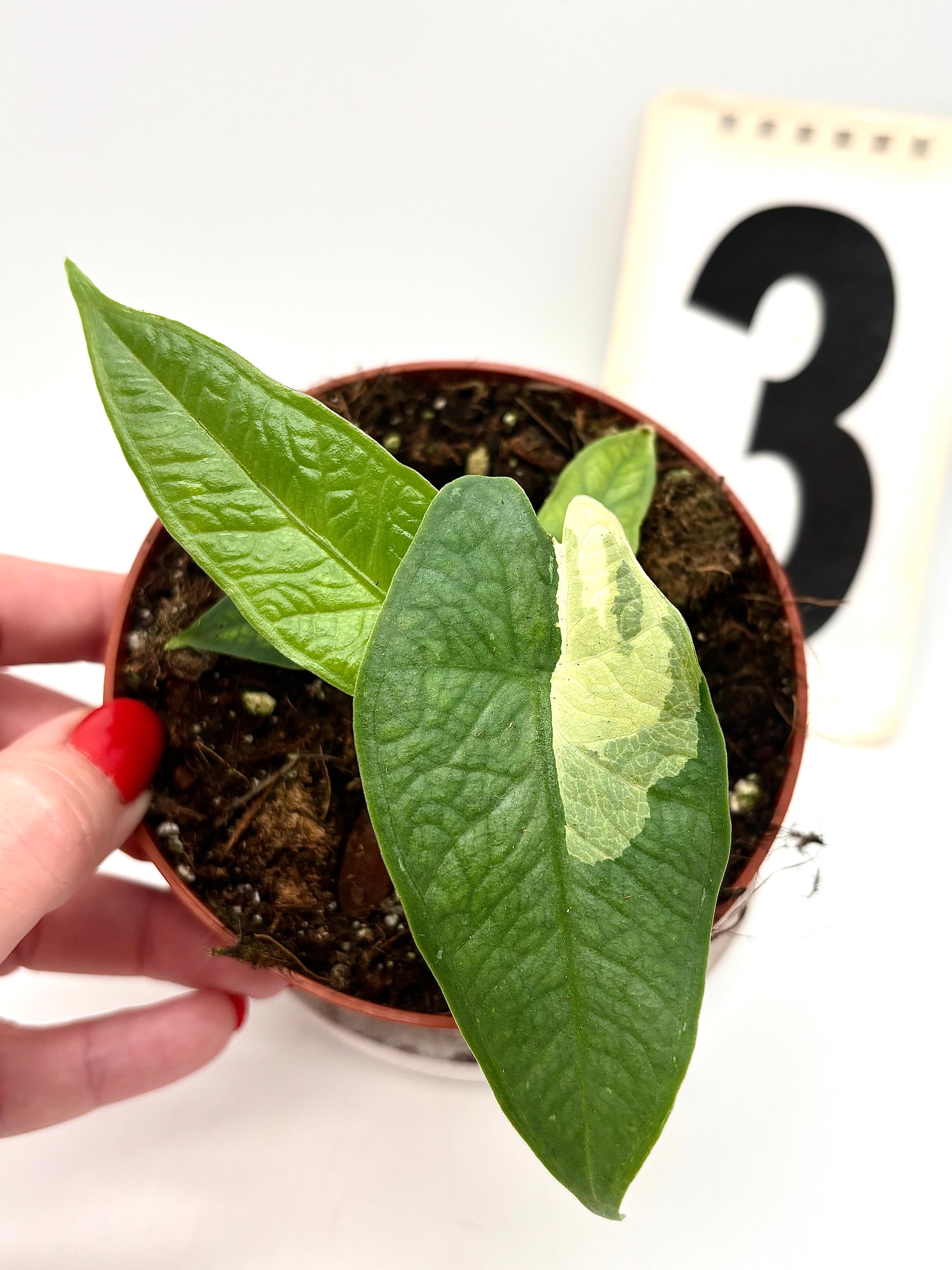 Alocasia Carpet sp Sulawesi Variegata