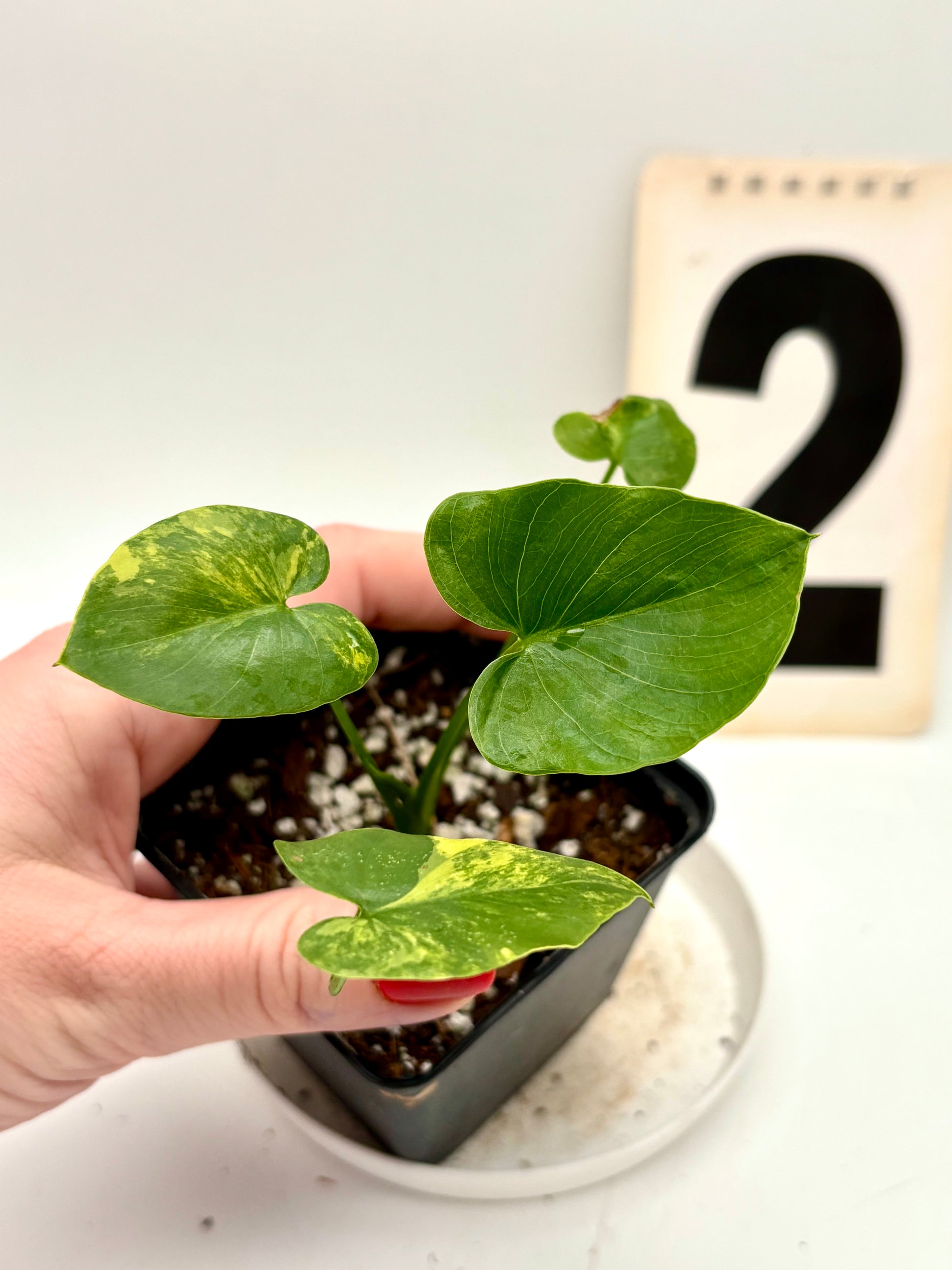 Thaumatophyllum Variegata - Exotic-Flowers
