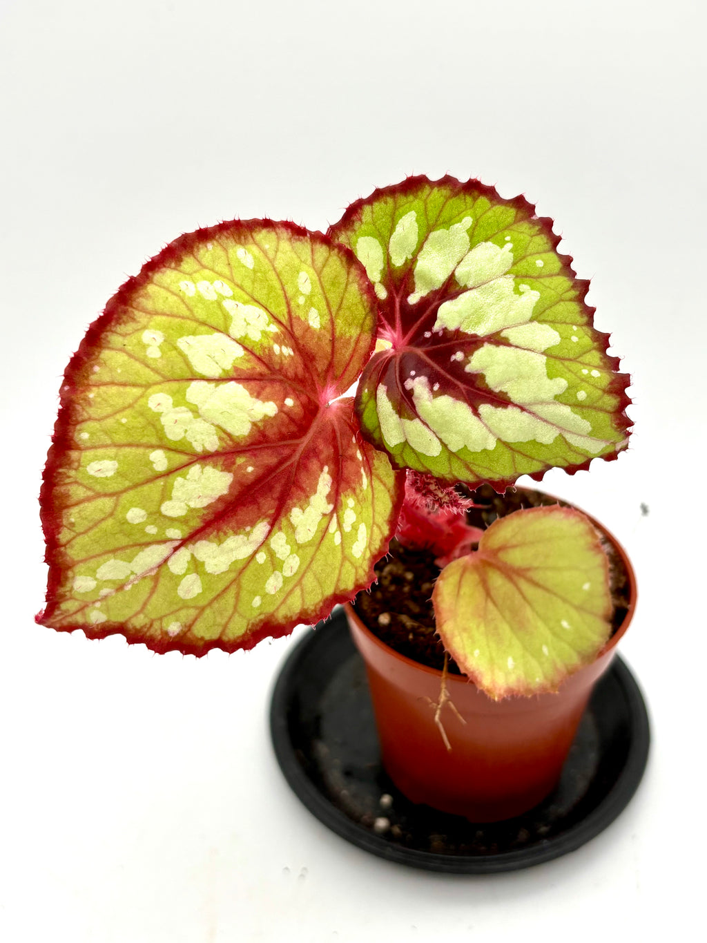 Begonia Matcha Chocolate