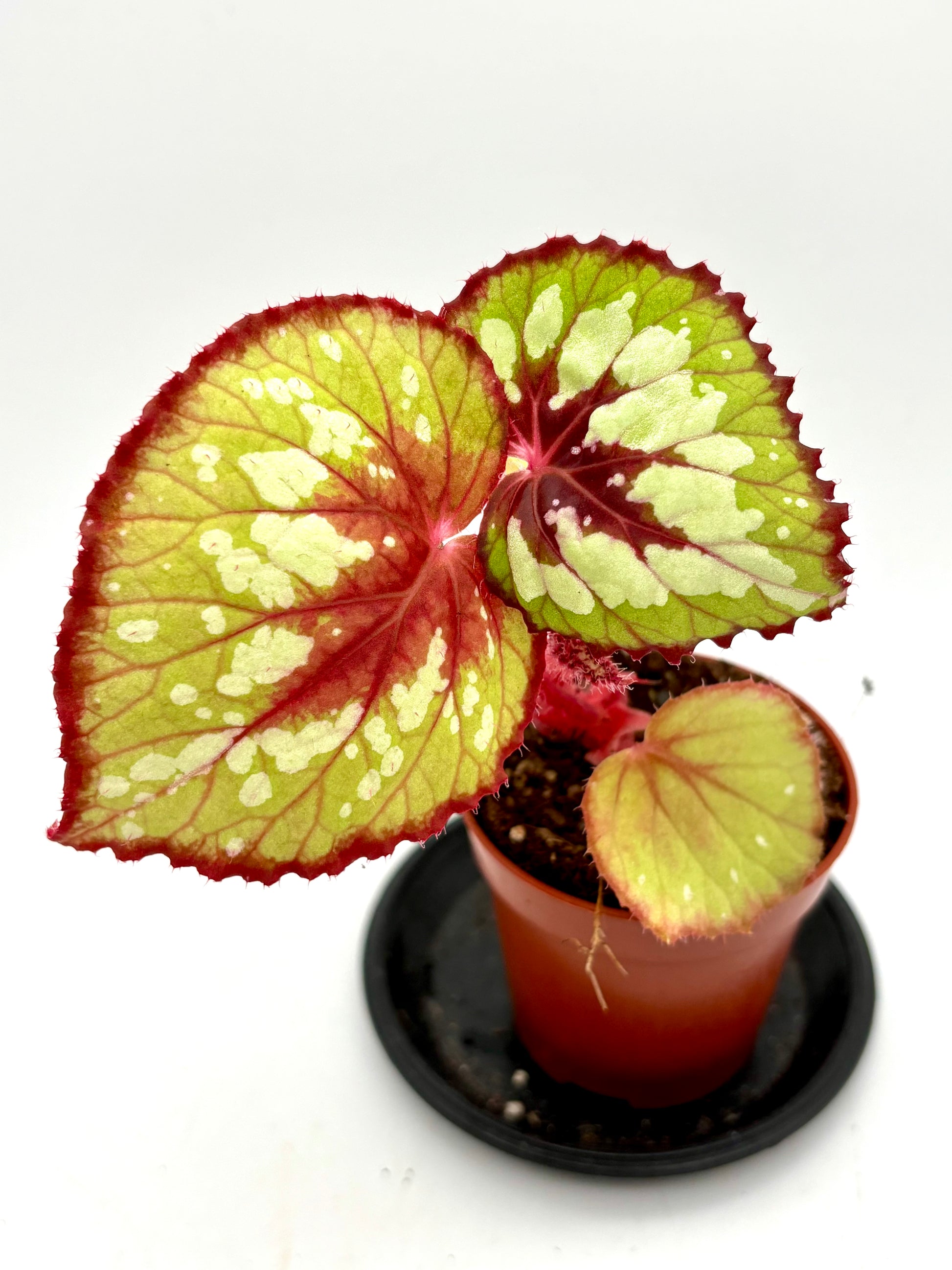 Begonia Matcha Chocolate
