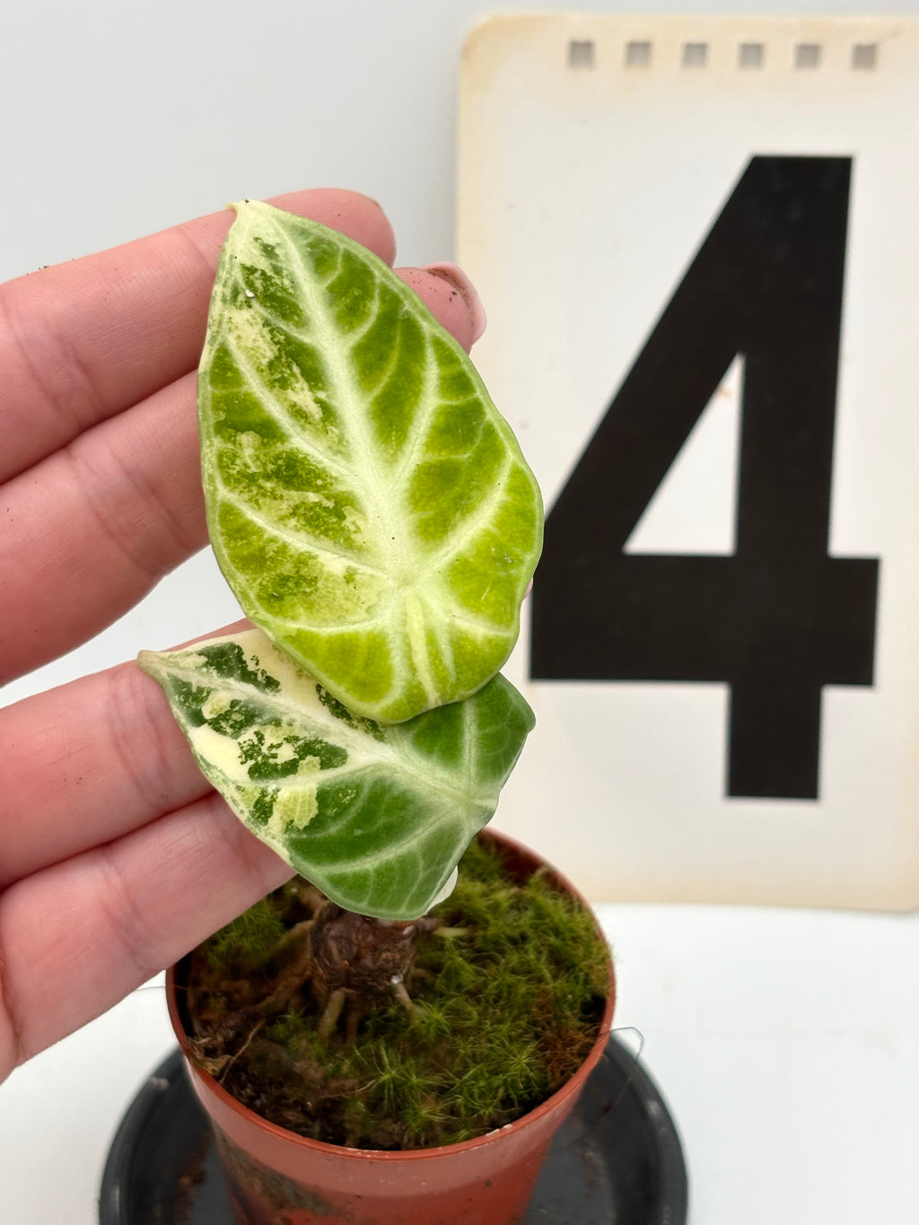 Alocasia Ninja Albo Pflanze mit weißen Blättern und grünen Mustern, exotische Zimmerpflanze von Exotic-Flowers
