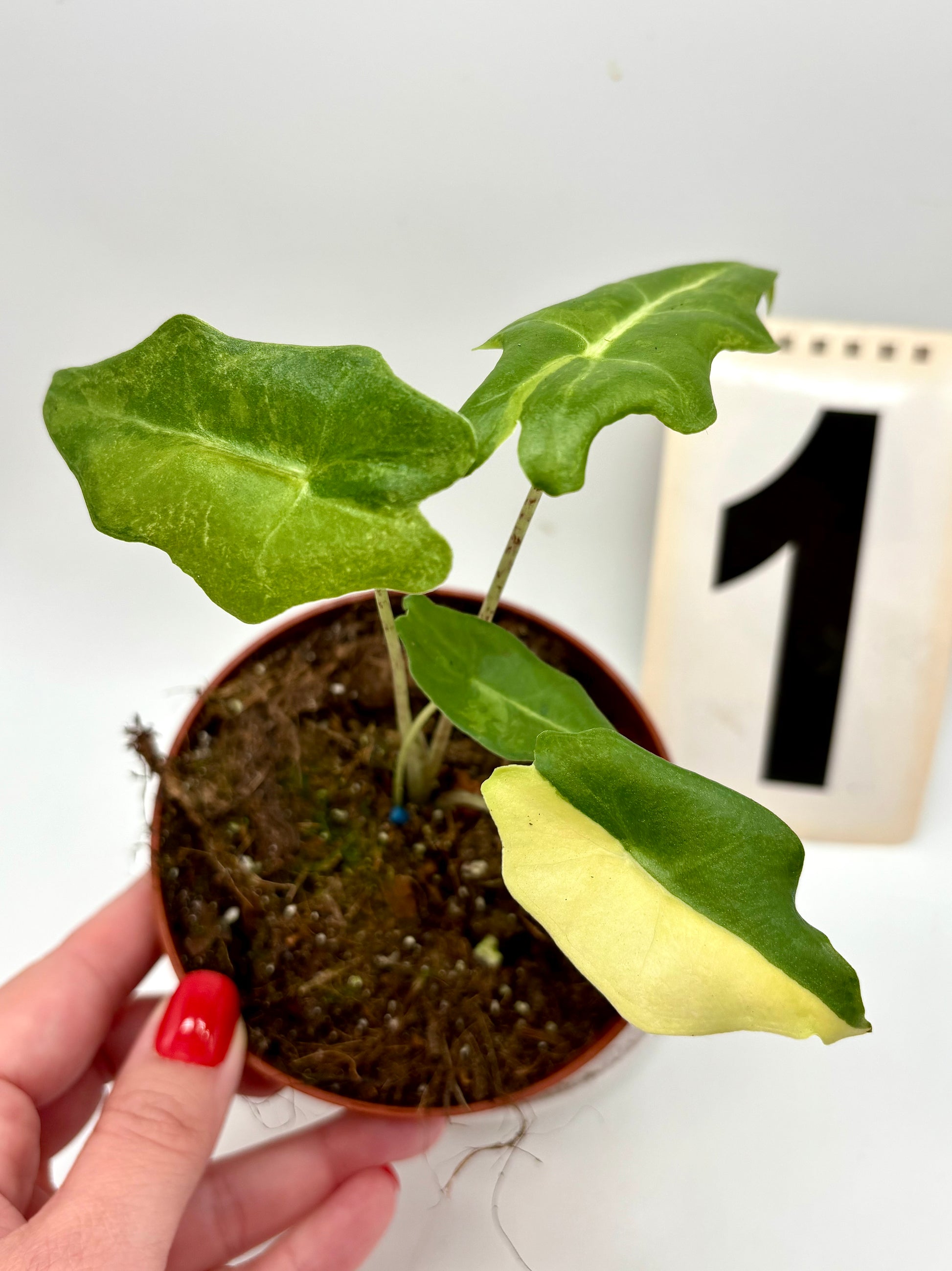 Alocasia Portei Variegata