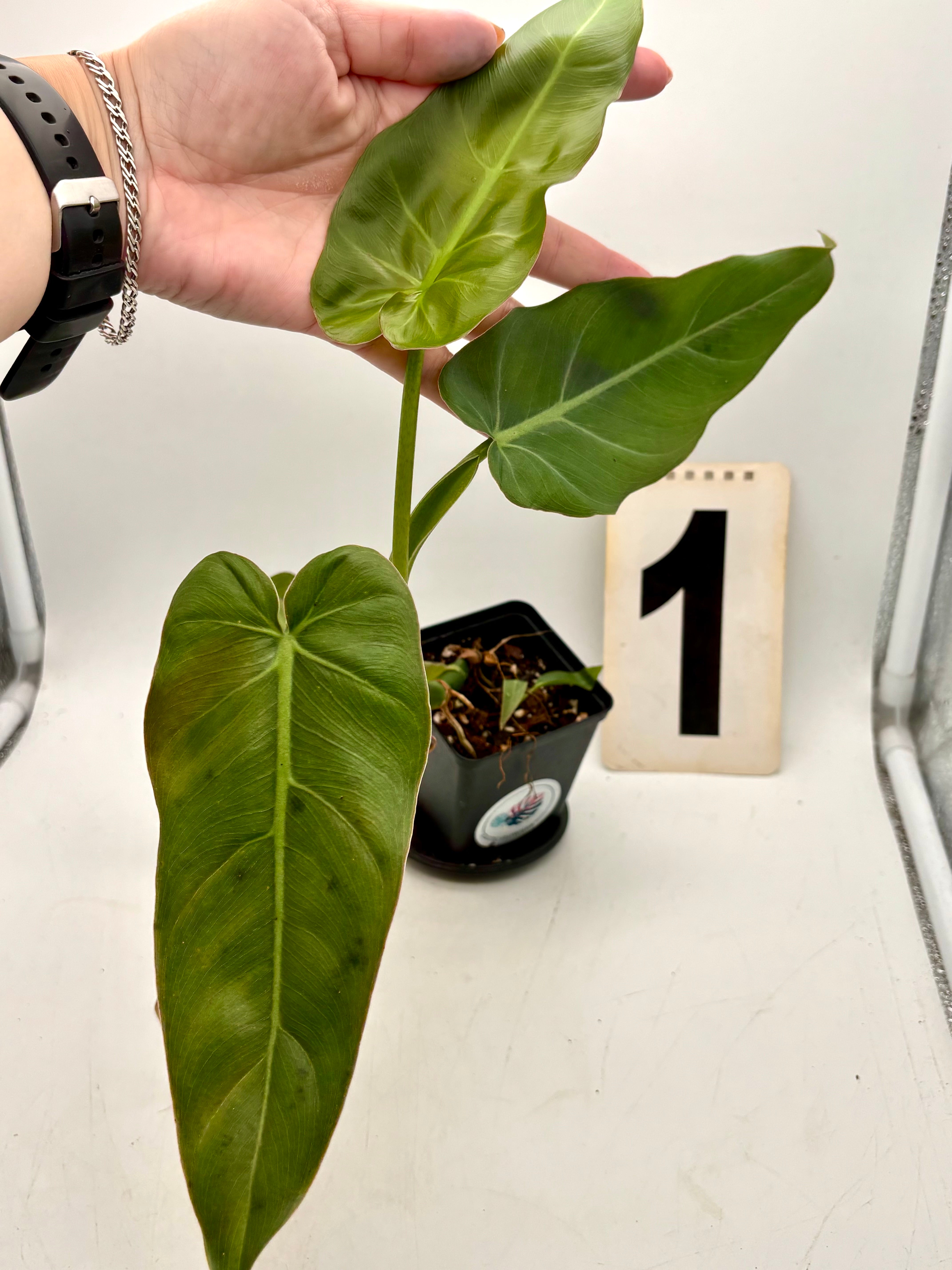 Philodendron Maximum – Exotic-Flowers