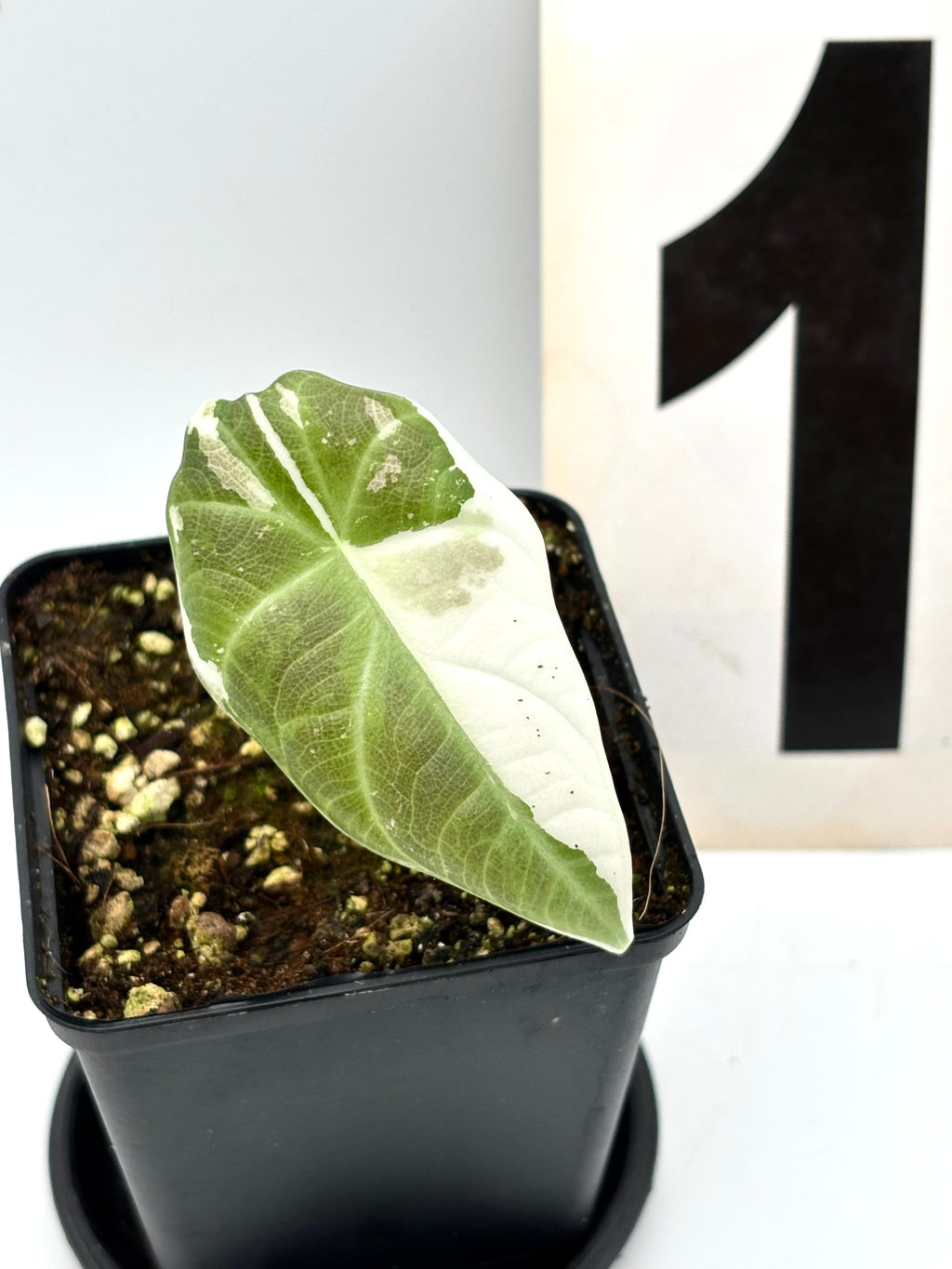 Alocasia Maharani Variegata Pflanze von Exotic-Flowers mit großen grün-weißen Blättern, Nahaufnahme der Blattform.