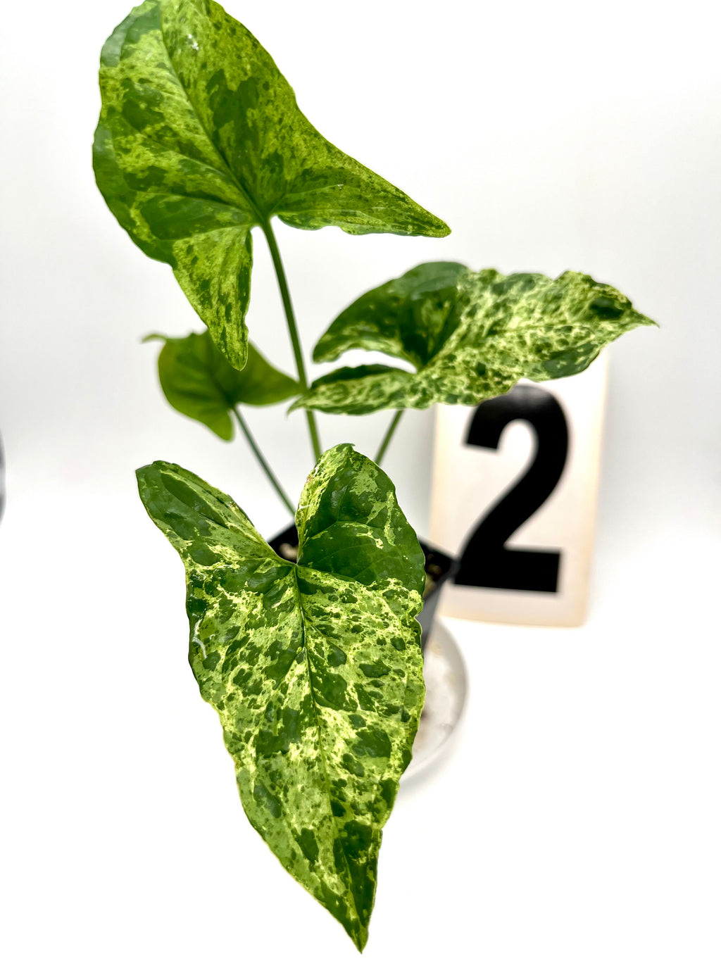 Syngonium Mottled Mojito