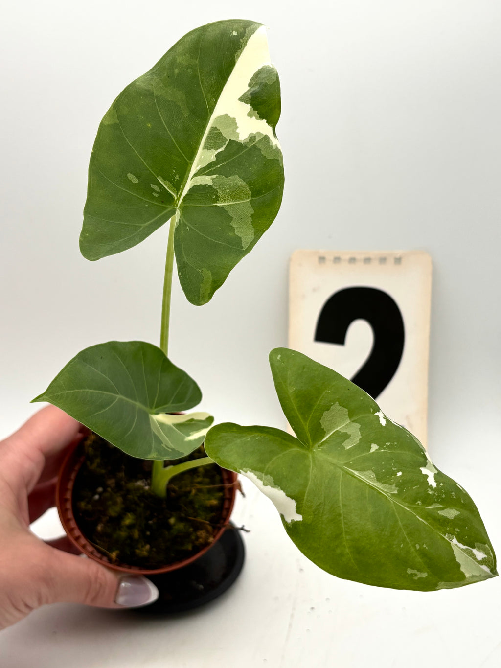 Alocasia Macrorrhiza Albo Variegata Pflanze mit großen grün-weißen Blättern, exotische Zimmerpflanze von Exotic-Flowers