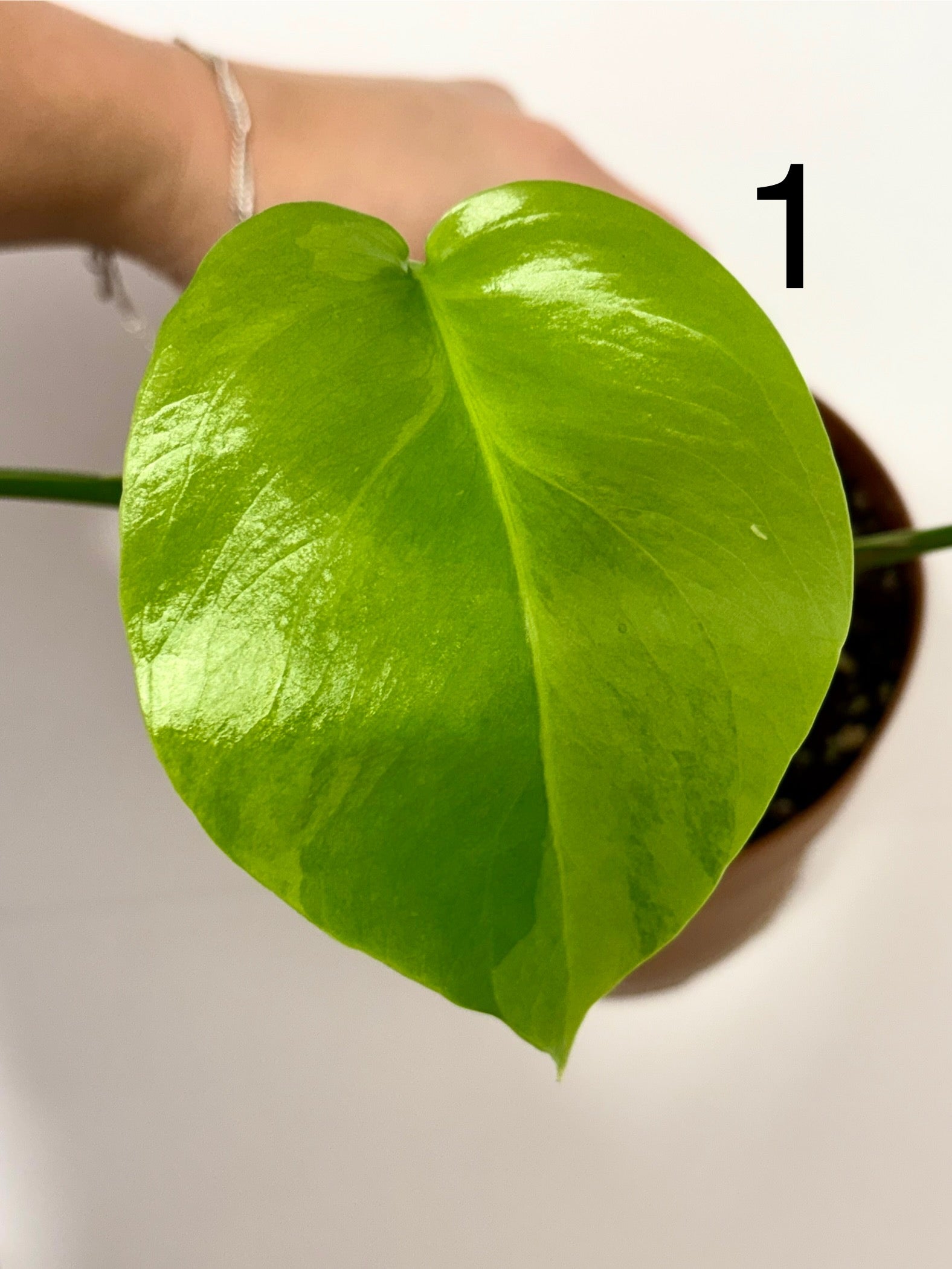 Monstera Aurea Variegata