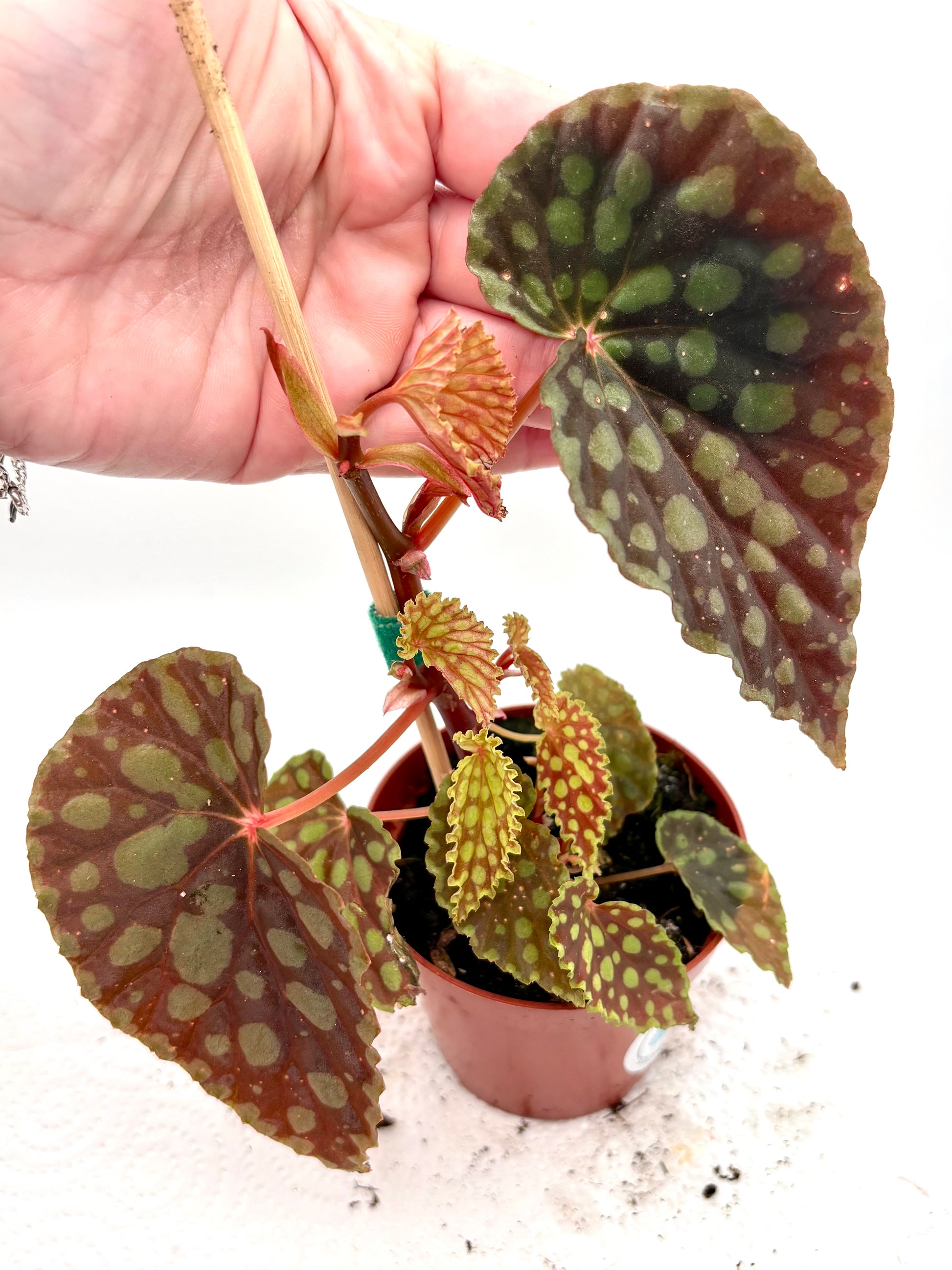 Begonie Chlorosticta von Exotic-Flowers mit grünen Blättern und weißen Flecken, im Top auf einer weißen Oberfläche, Nahaufnahme