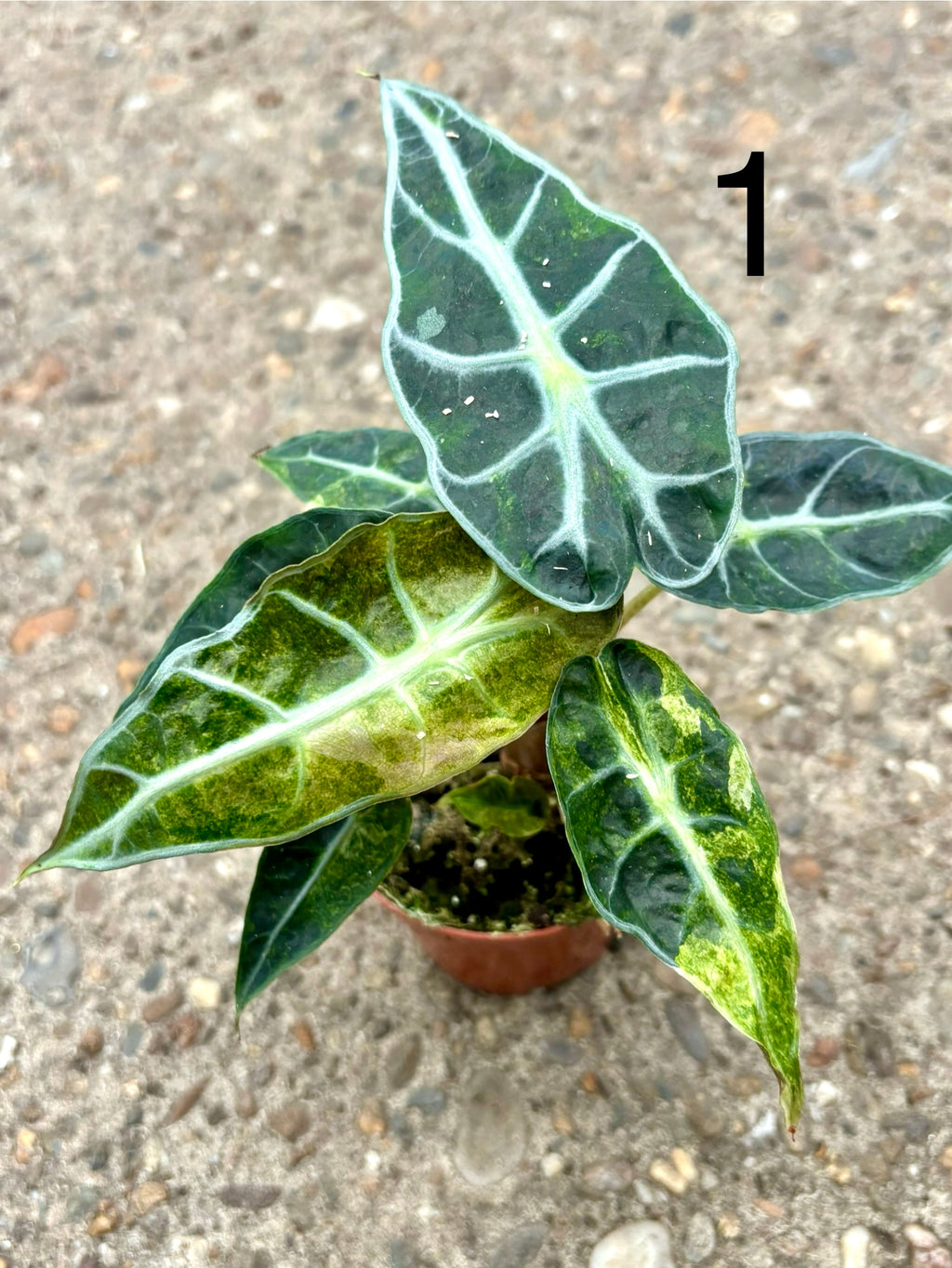 Alocasia Polly Aurea Variegata, exotische Zimmerpflanze mit großen grün-gelben Blättern und auffälliger Variegation.