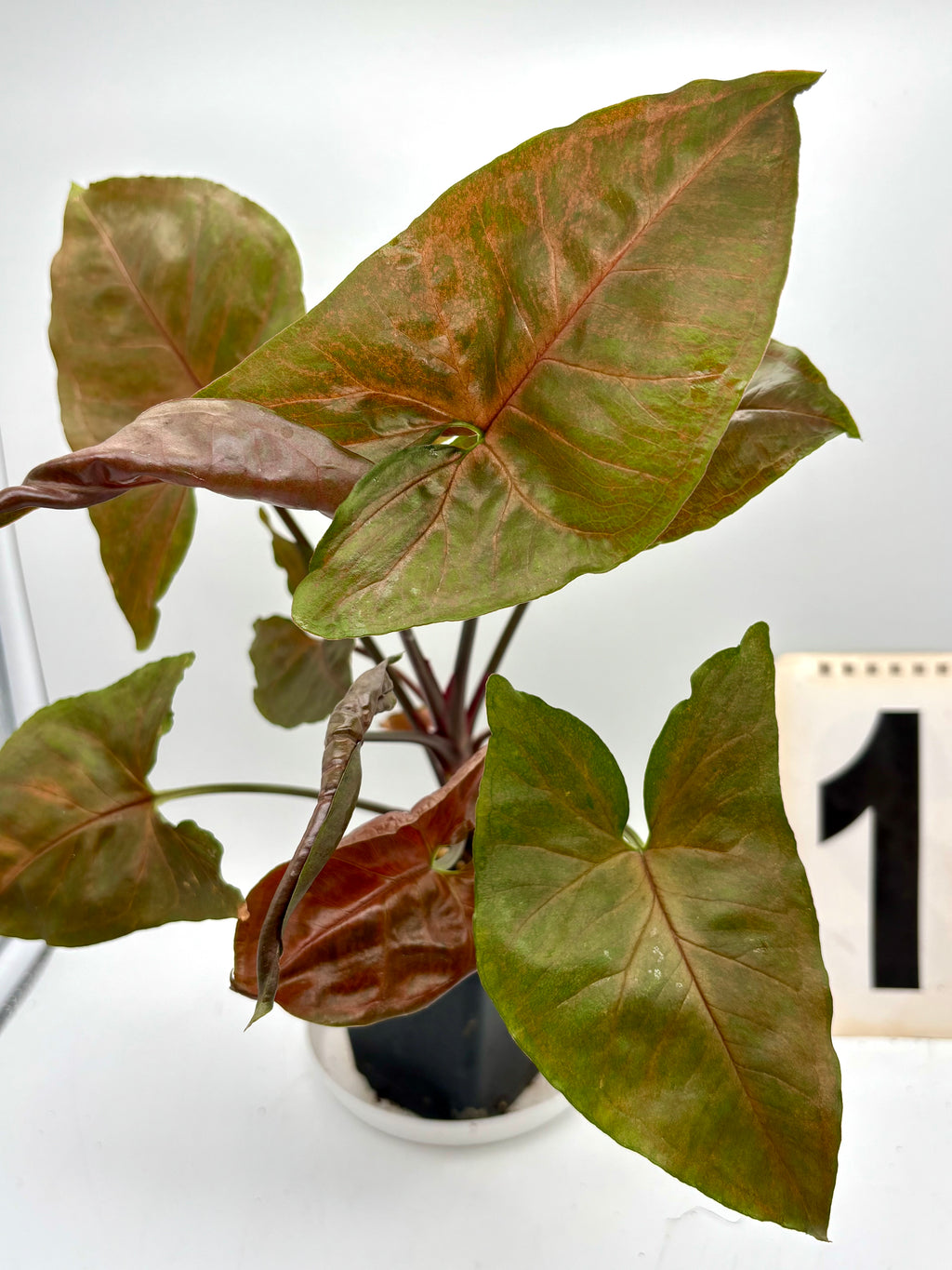 Syngonium Brocante von Exotic-Flowers, grüne Pflanze mit dekorativen Blättern, im Top auf einem weißen Hintergrund